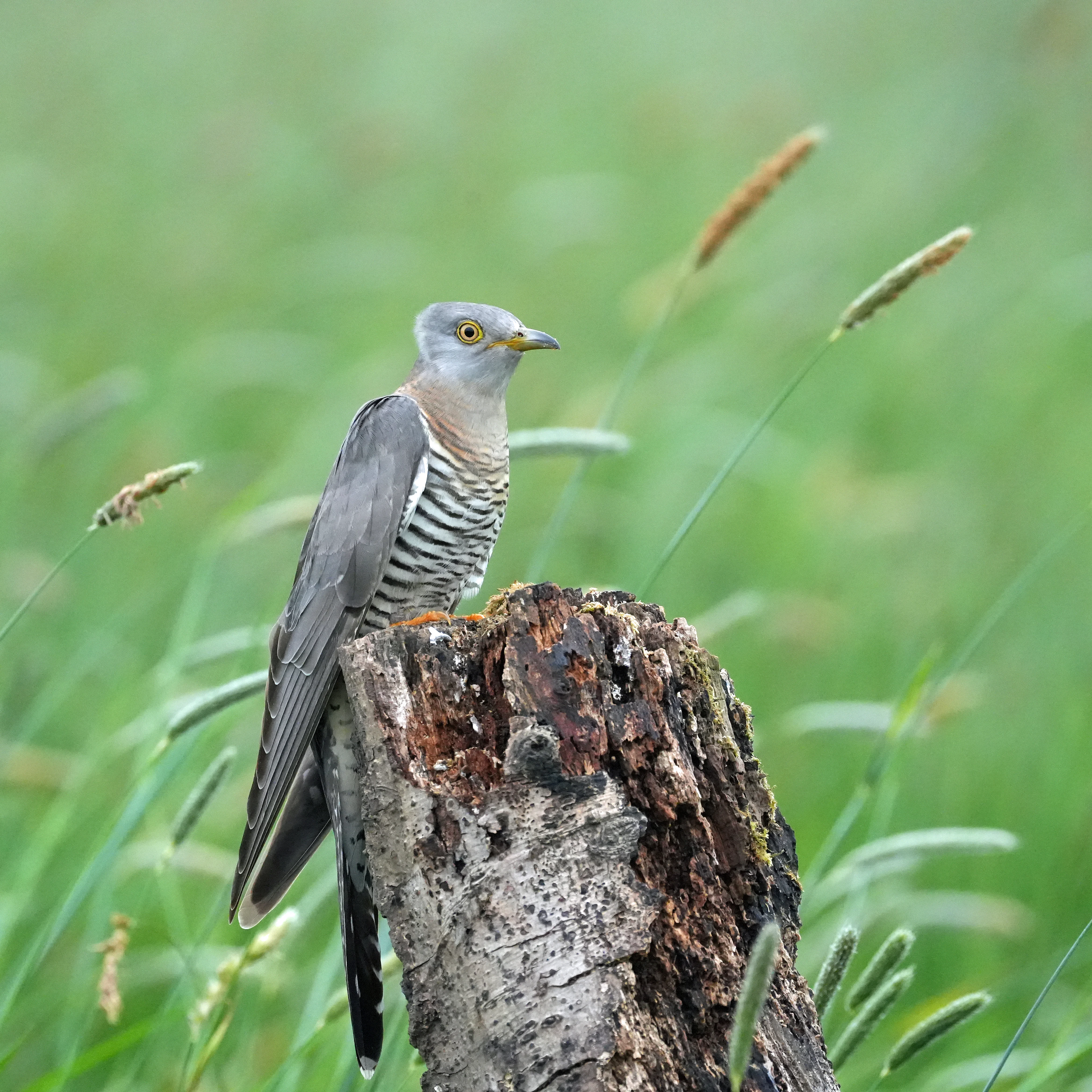 Cuckoo, near York, Yorkshire, UK — photo by Jim Bennett