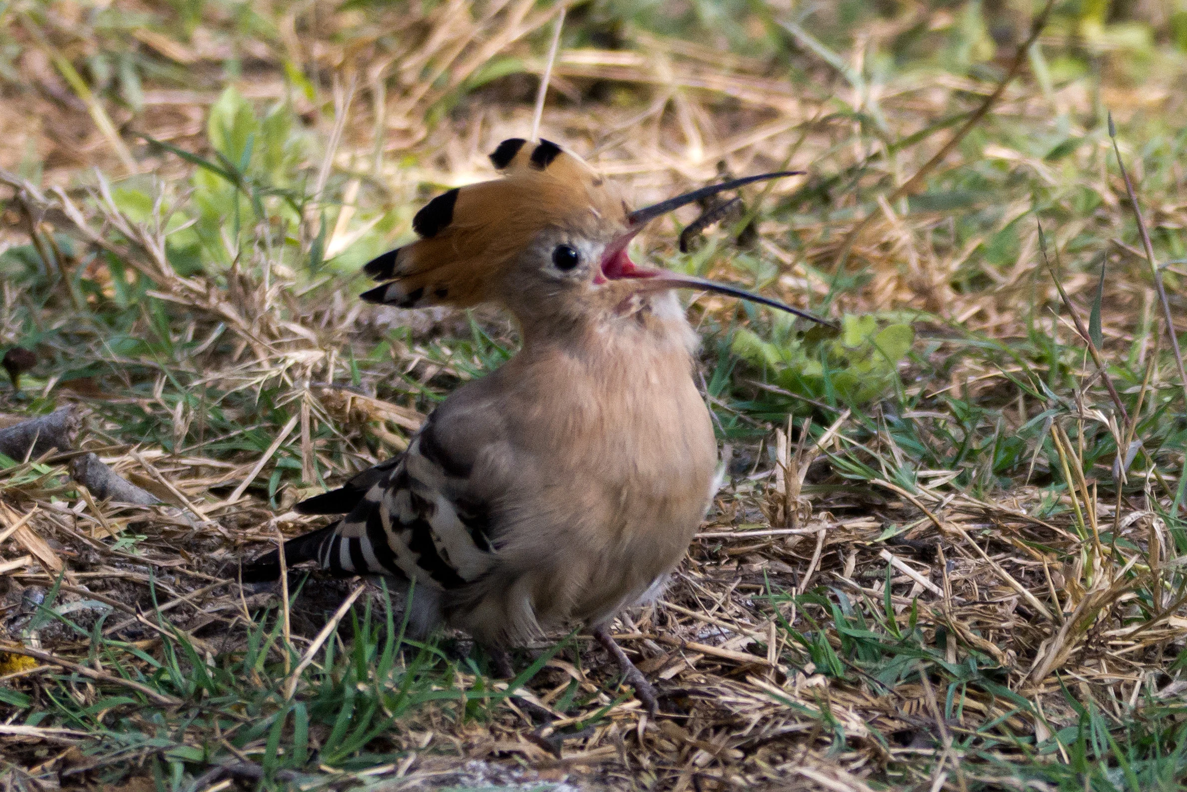 Hoopoe, Keoladeo National Park, Rajasthan, India — photo by Jim Bennett