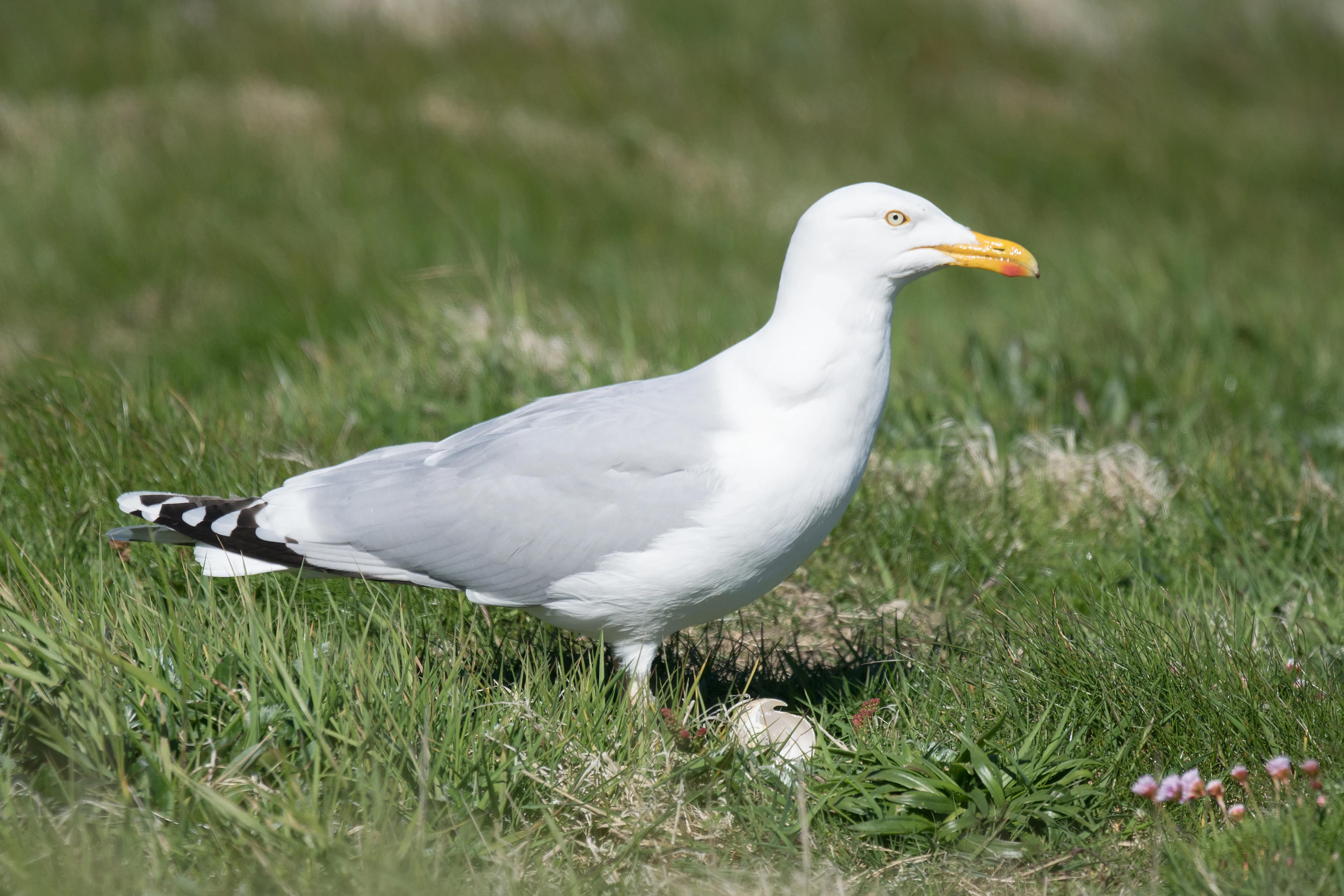 Herring Gull with Northern Gannet egg, Shetland, UK — photo by Jim Bennett