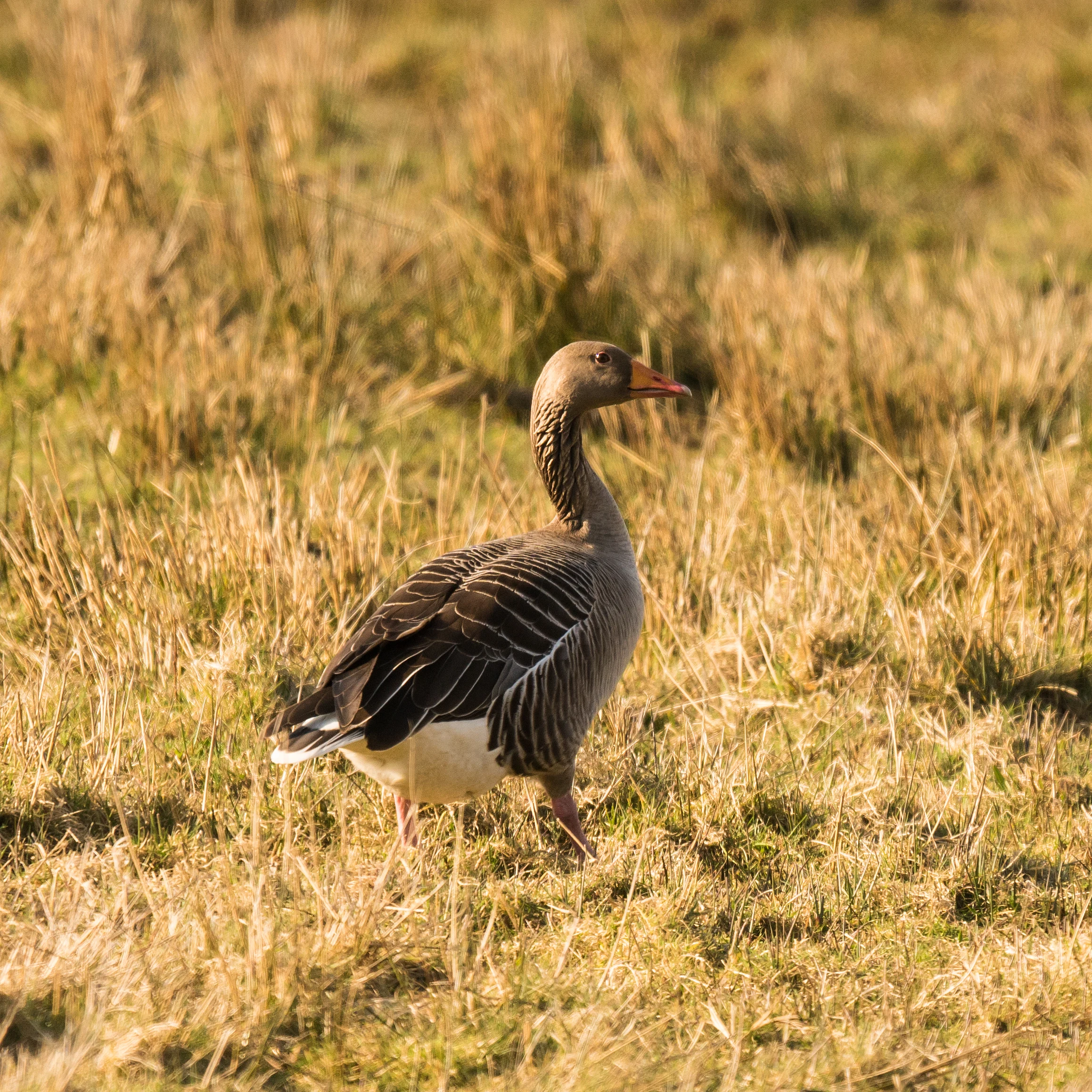 Greylag Goose, Loch Leven, Kinross, UK — photo by Jim Bennett