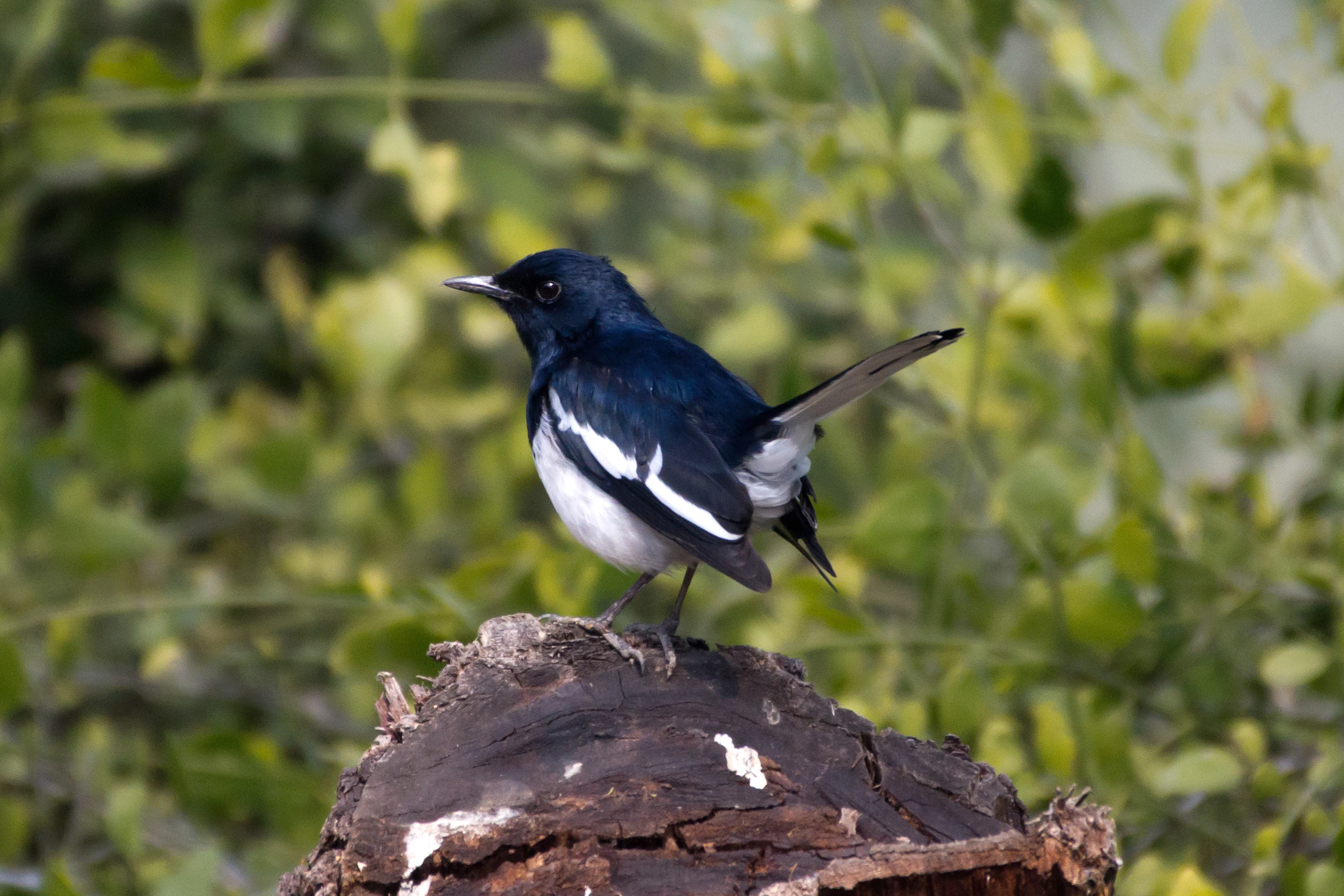 Oriental Magpie Robin, Keoladeo National Park, Rajasthan, India — photo by Jim Bennett