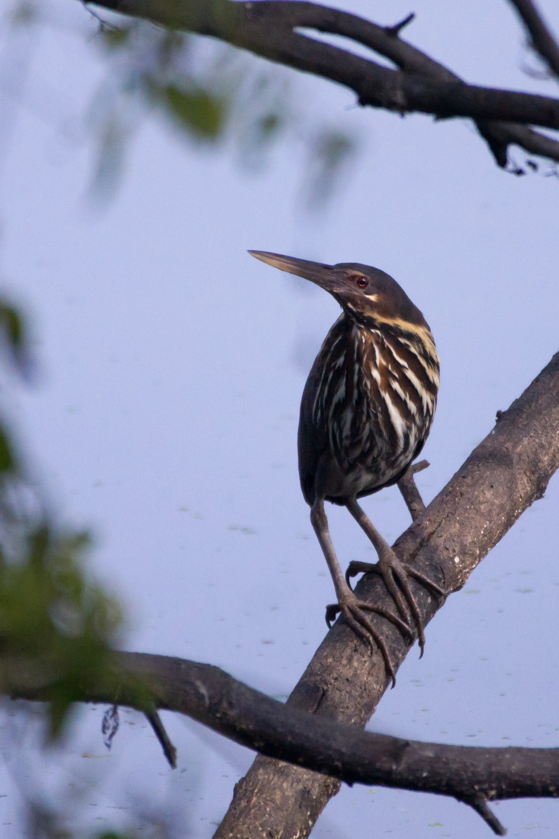 Black Bittern, Keoladeo National Park, Rajasthan, India — photo by Jim Bennett
