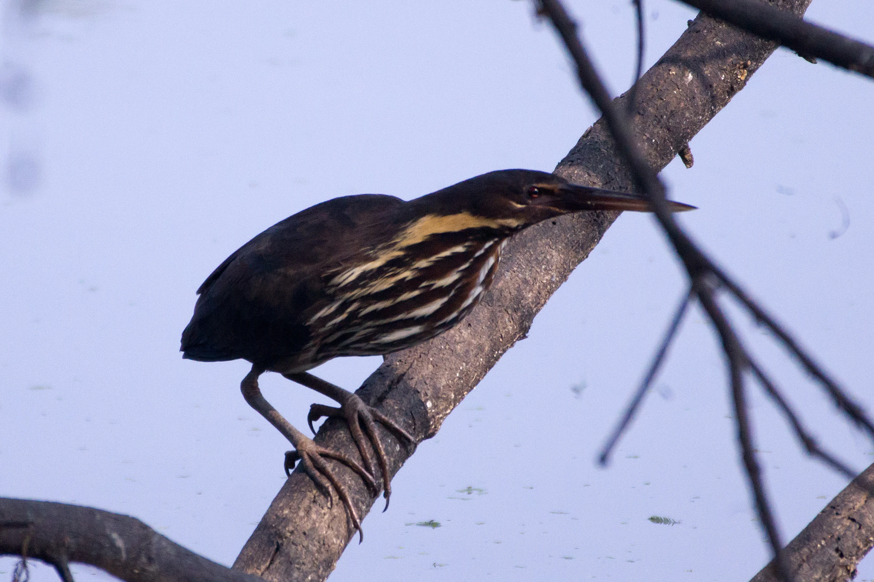 Black Bittern, Keoladeo National Park, Rajasthan, India — photo by Jim Bennett
