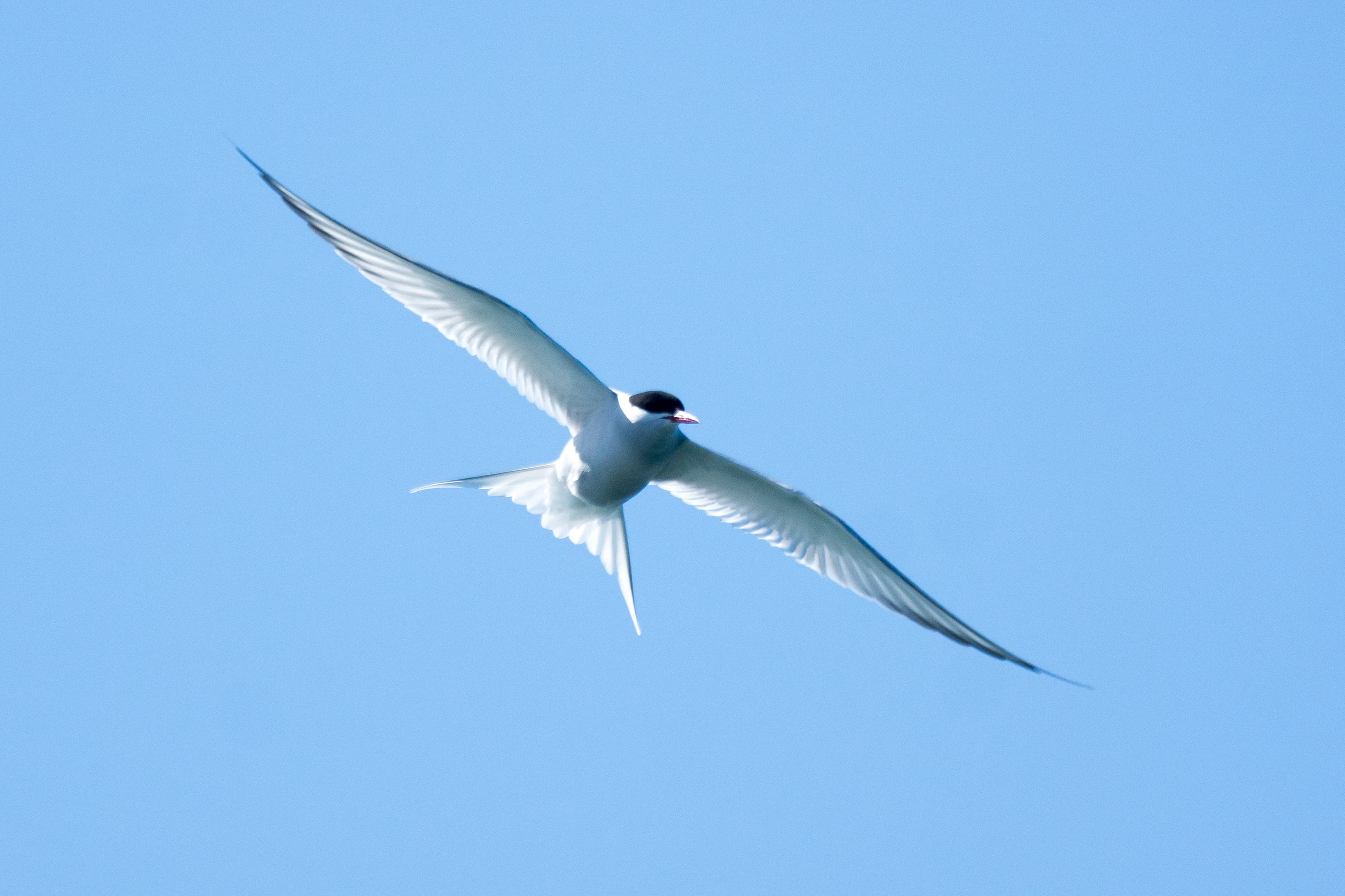 Arctic Tern, Shetland, UK — photo by Jim Bennett