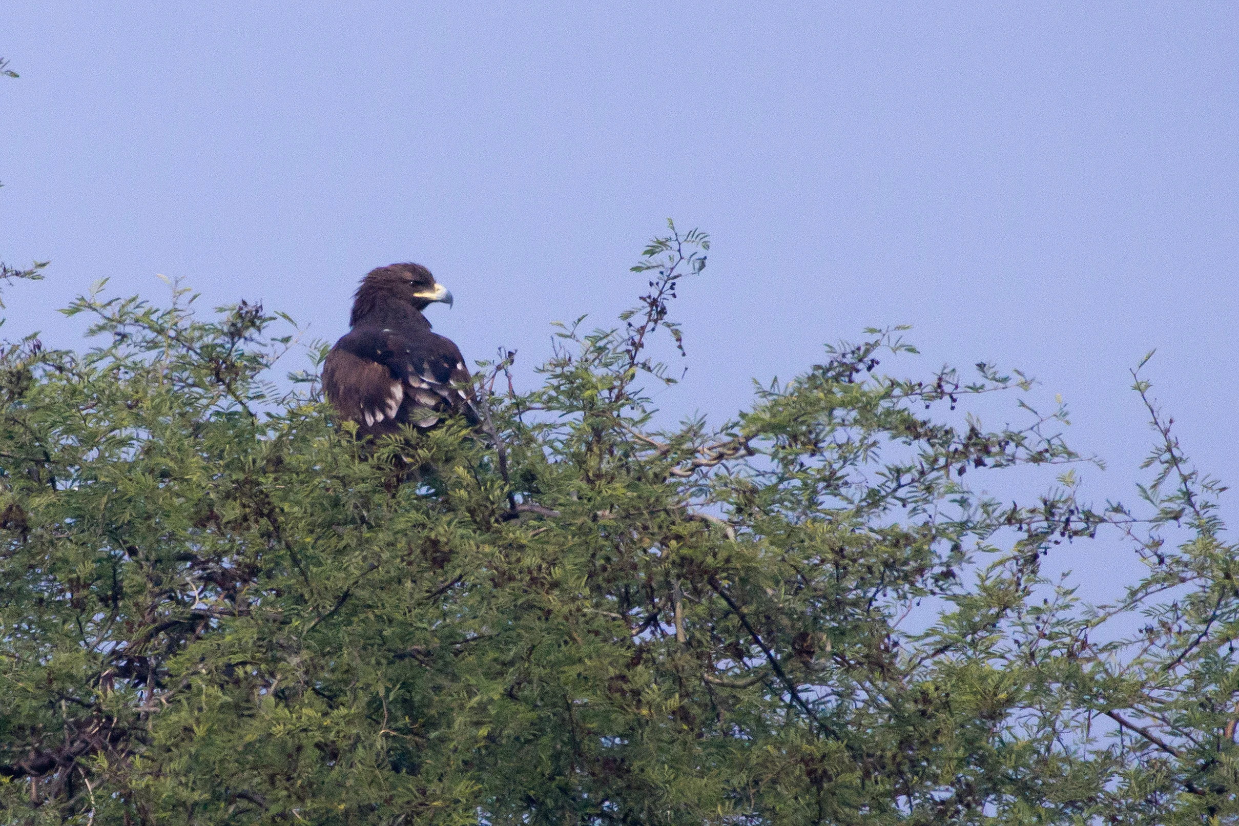 Greater Spotted Eagle, Keoladeo National Park, Rajasthan, India — photo by Jim Bennett