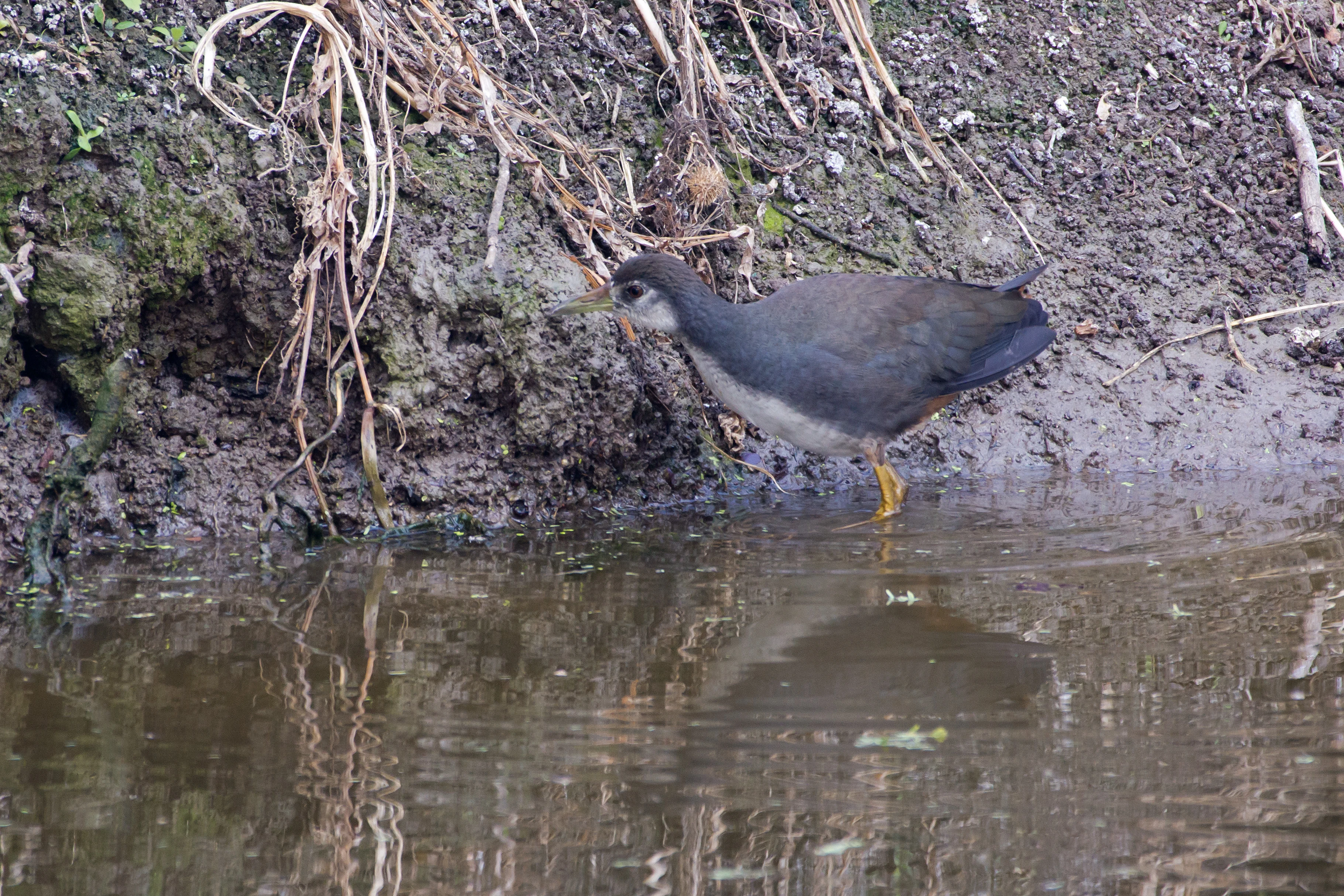 White Breasted Waterhen, Keoladeo National Park, Rajasthan, India — photo by Jim Bennett