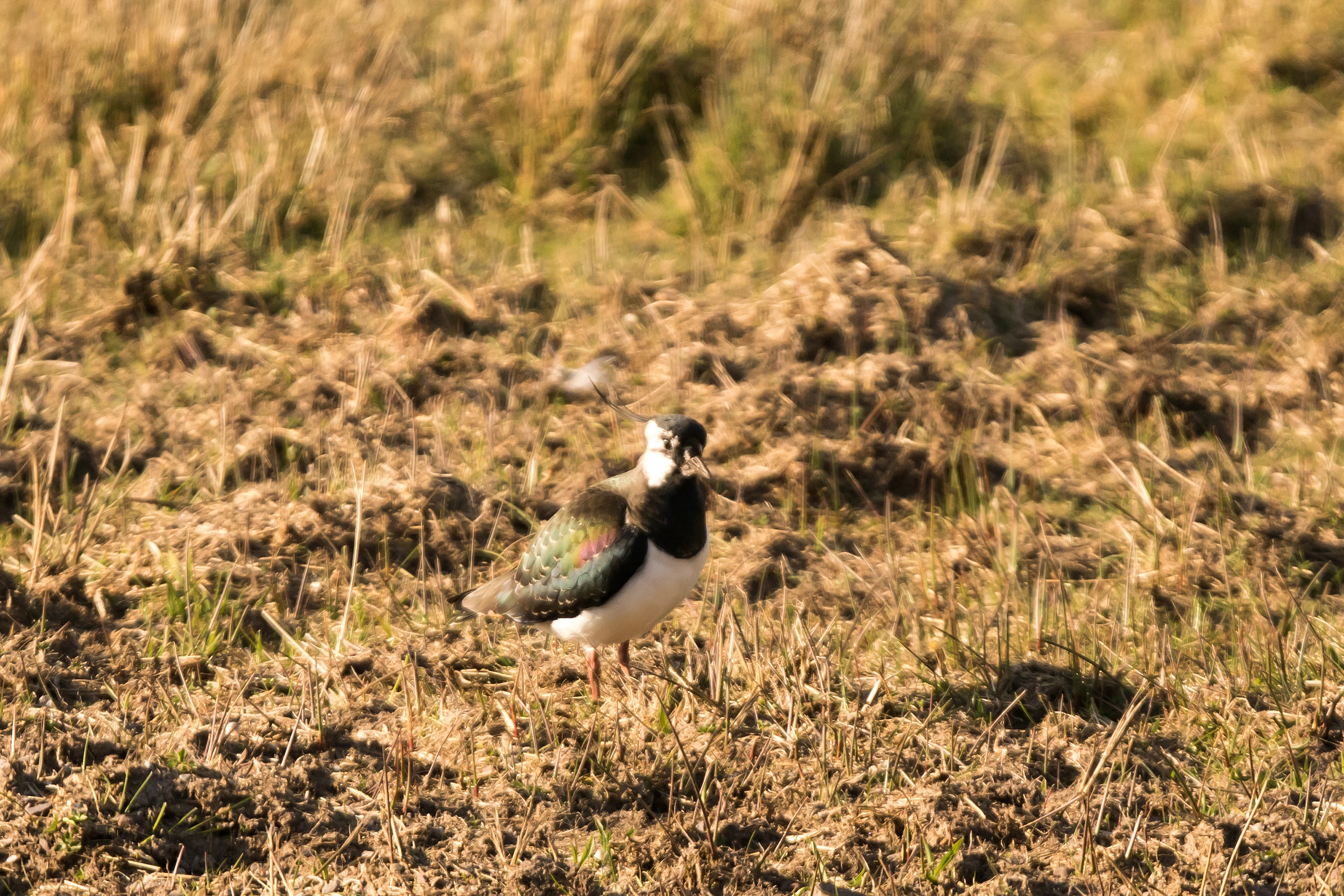 Lapwing, Loch Leven, Kinross, UK — photo by Jim Bennett