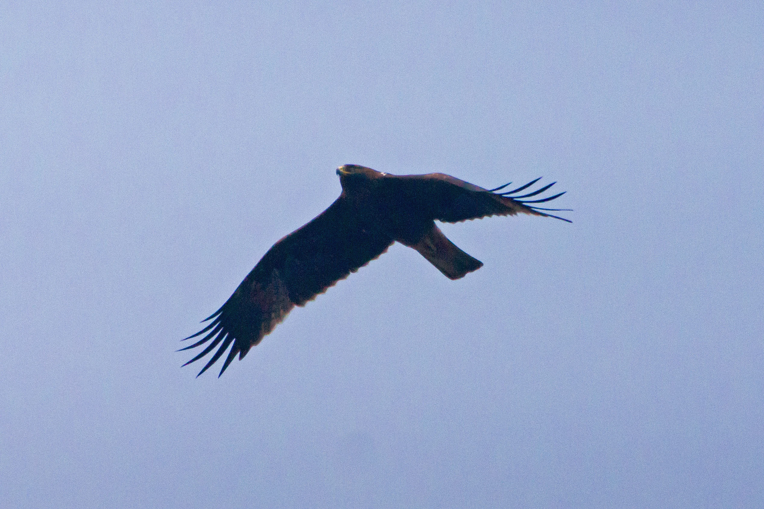 Booted Eagle, Keoladeo National Park, Rajasthan, India — photo by Jim Bennett