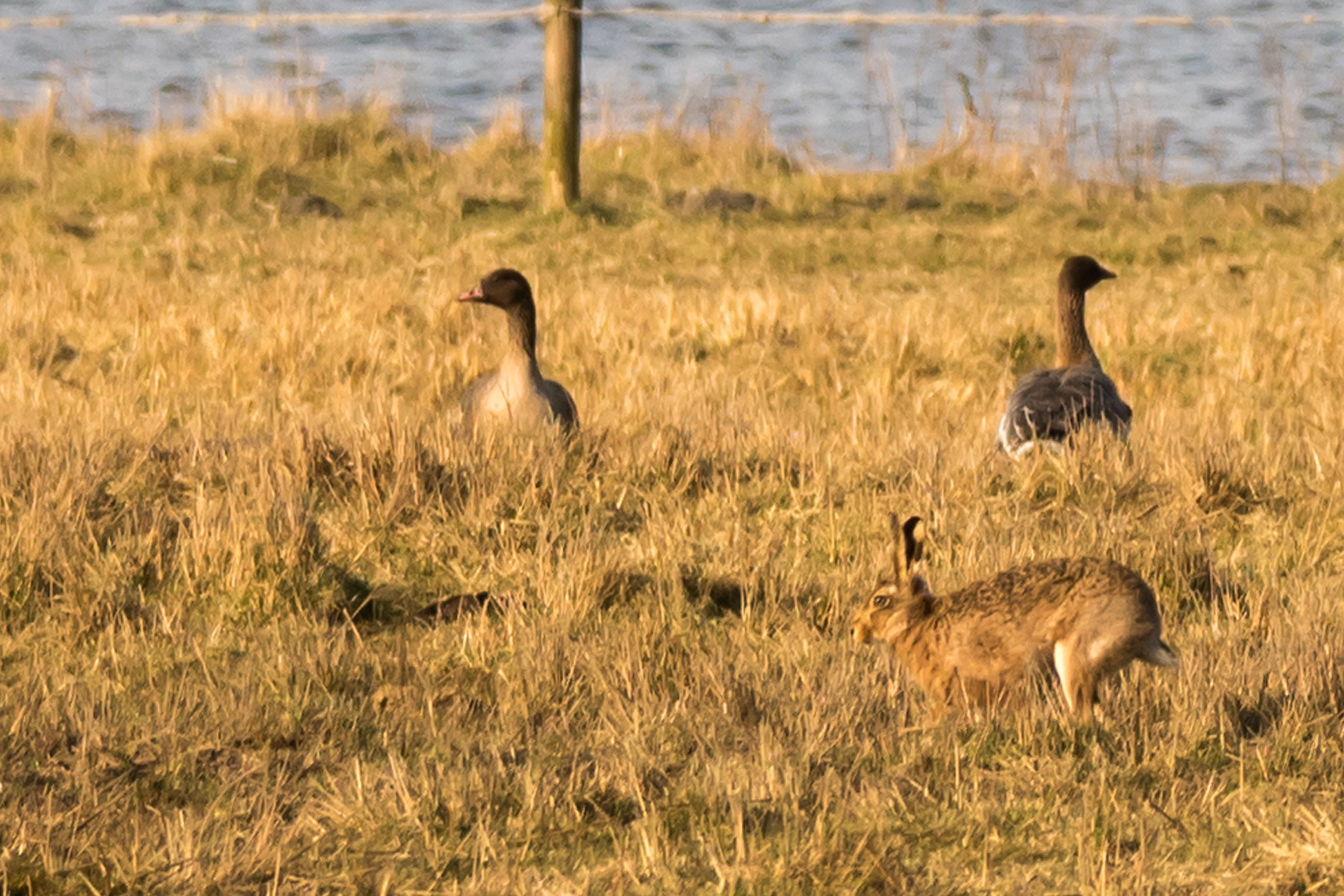 Pink-footed Goose & Brown Hare, Loch Leven, Kinross, UK — photo by Jim Bennett