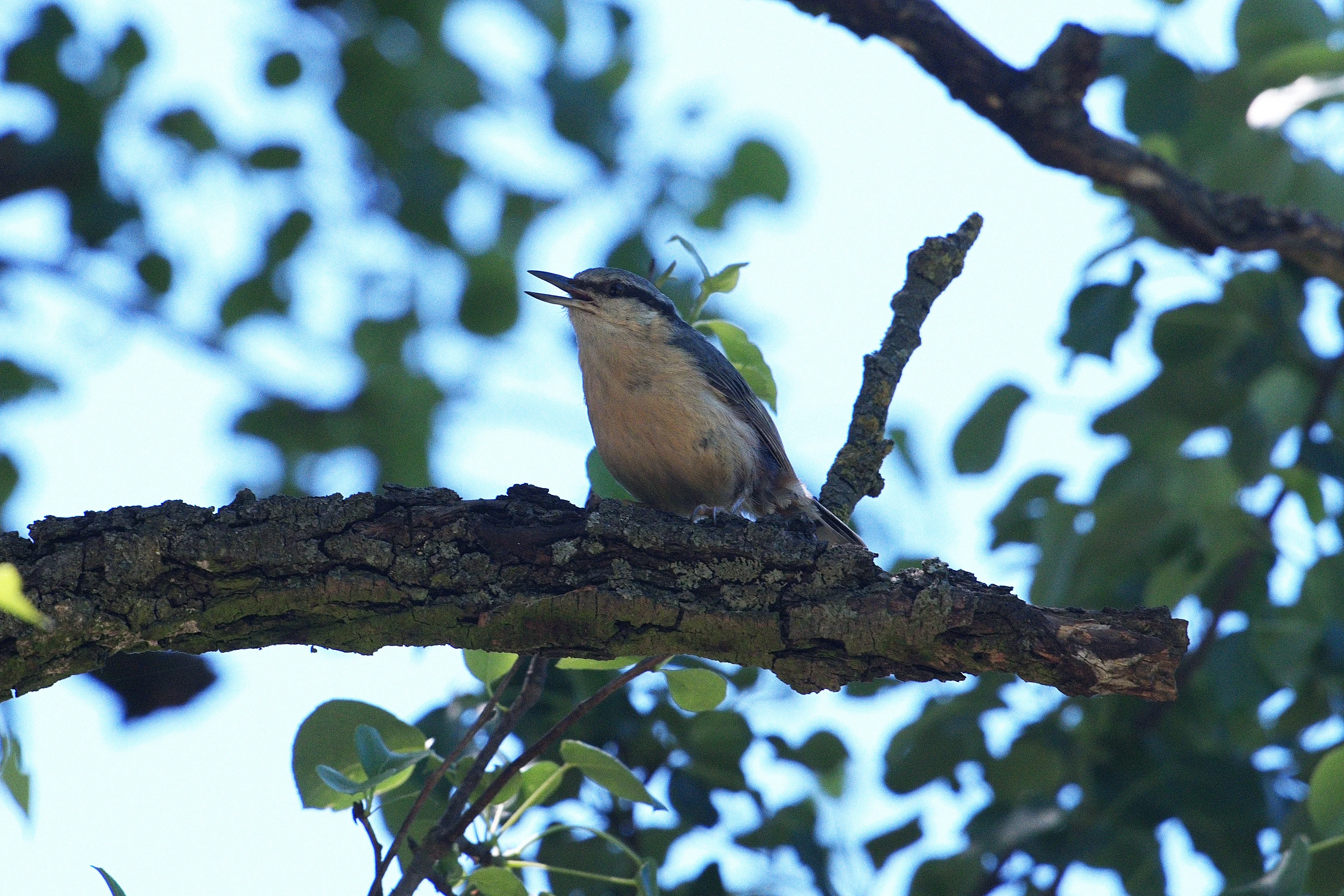 Nuthatch, Celic-Dere Monastery, Romania — photo by Jim Bennett
