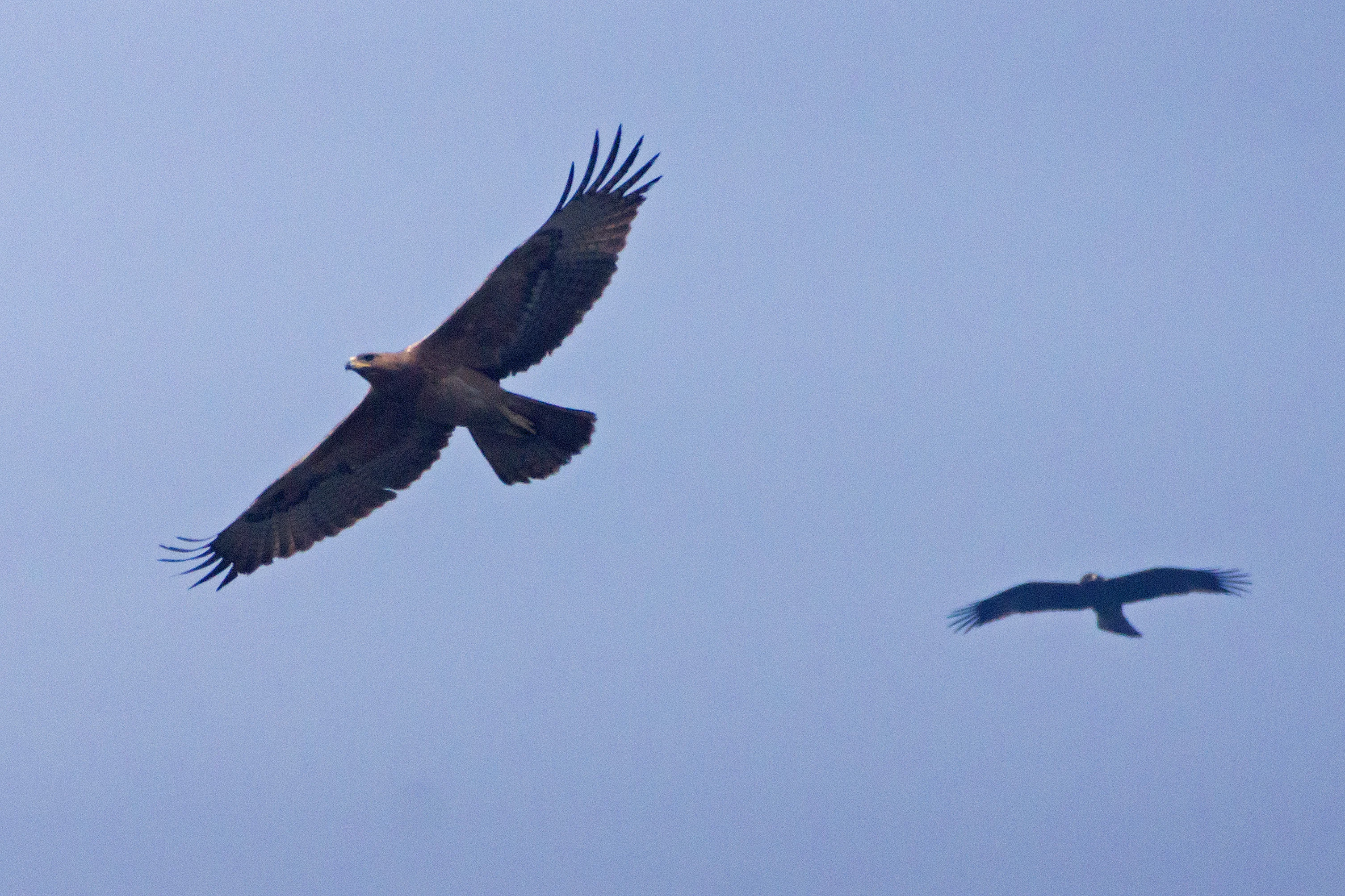 Bonelli's Eagle and Booted Eagle, Keoladeo National Park, Rajasthan, India — photo by Jim Bennett