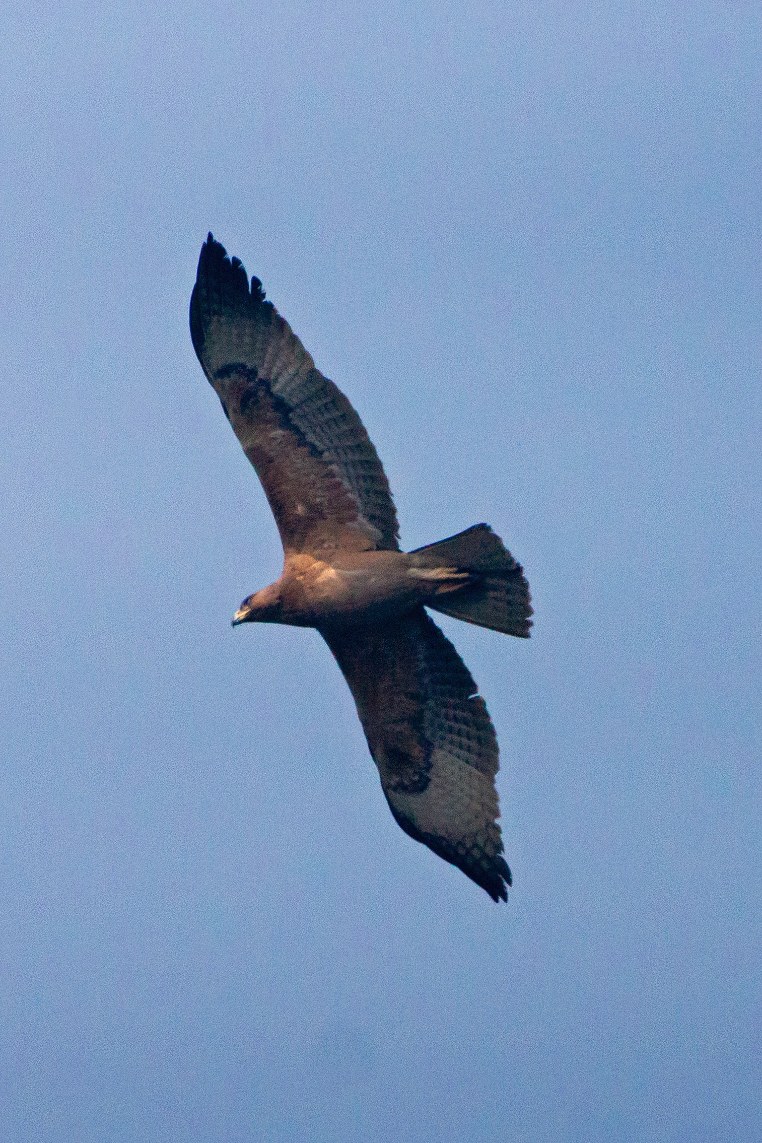 juvenile Bonelli's Eagle, Keoladeo National Park, Rajasthan, India — photo by Jim Bennett