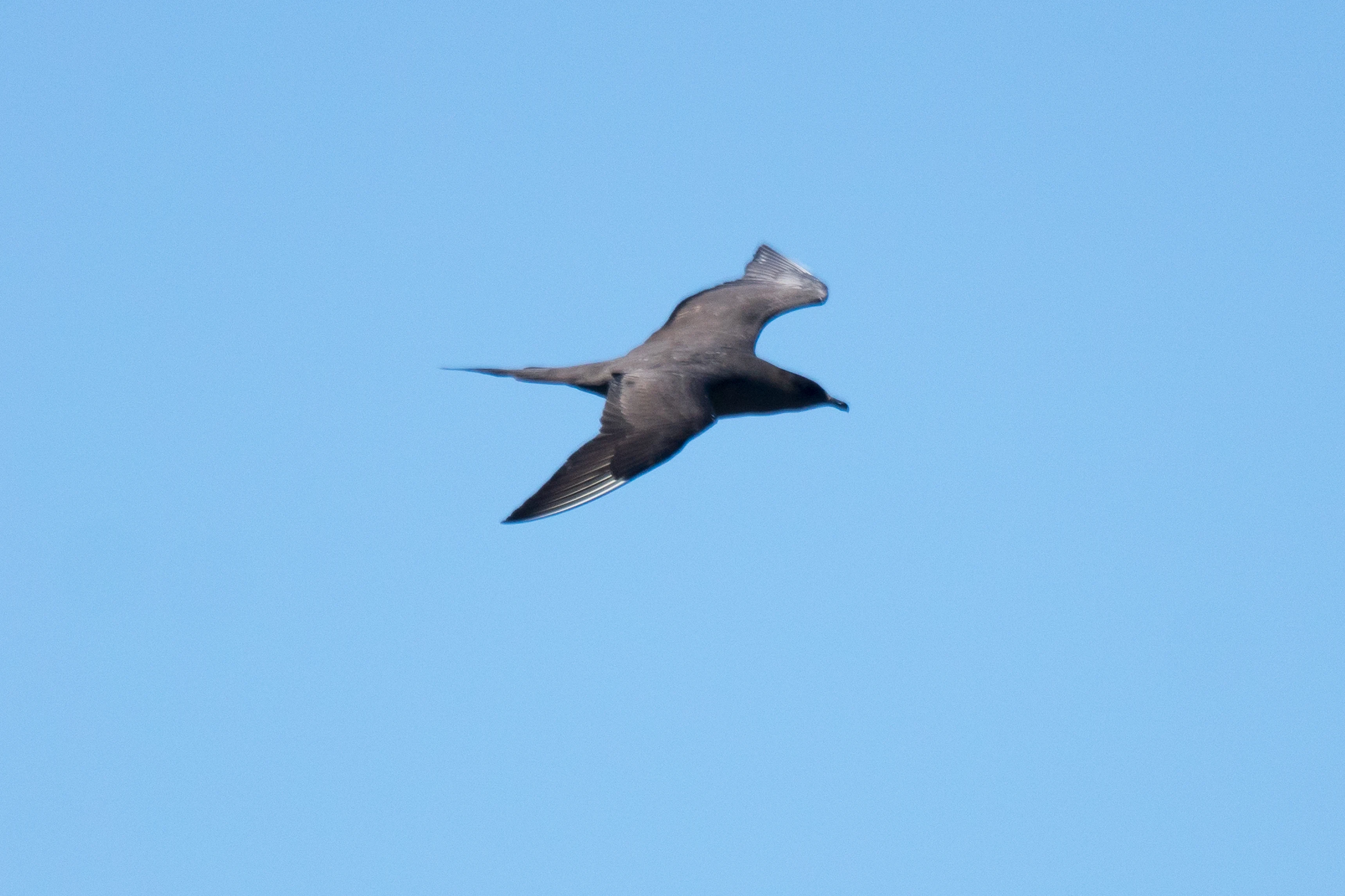 Arctic Skua, Shetland, UK — photo by Jim Bennett