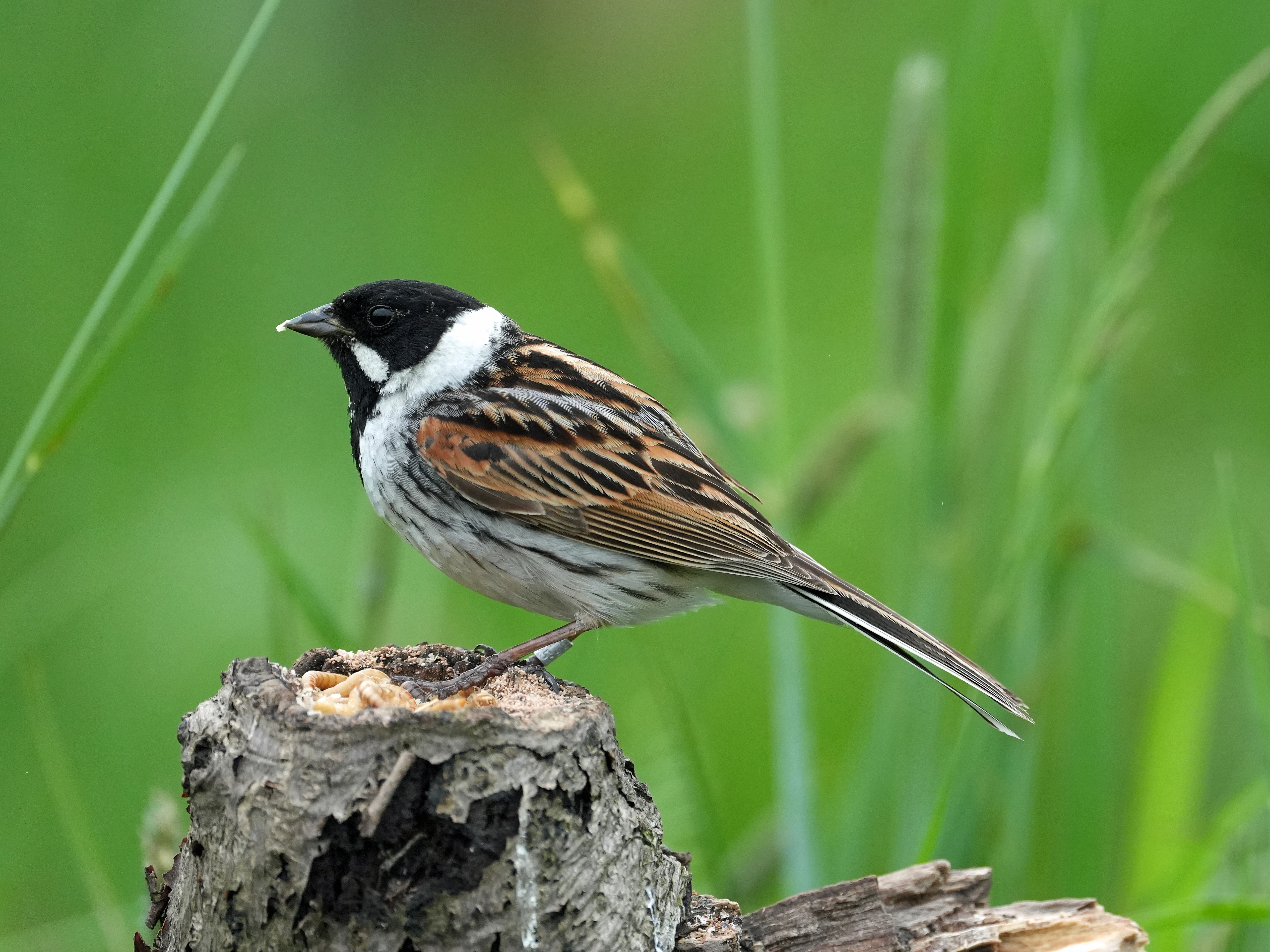 Reed Bunting, Yorkshire, UK — photo by Jim Bennett