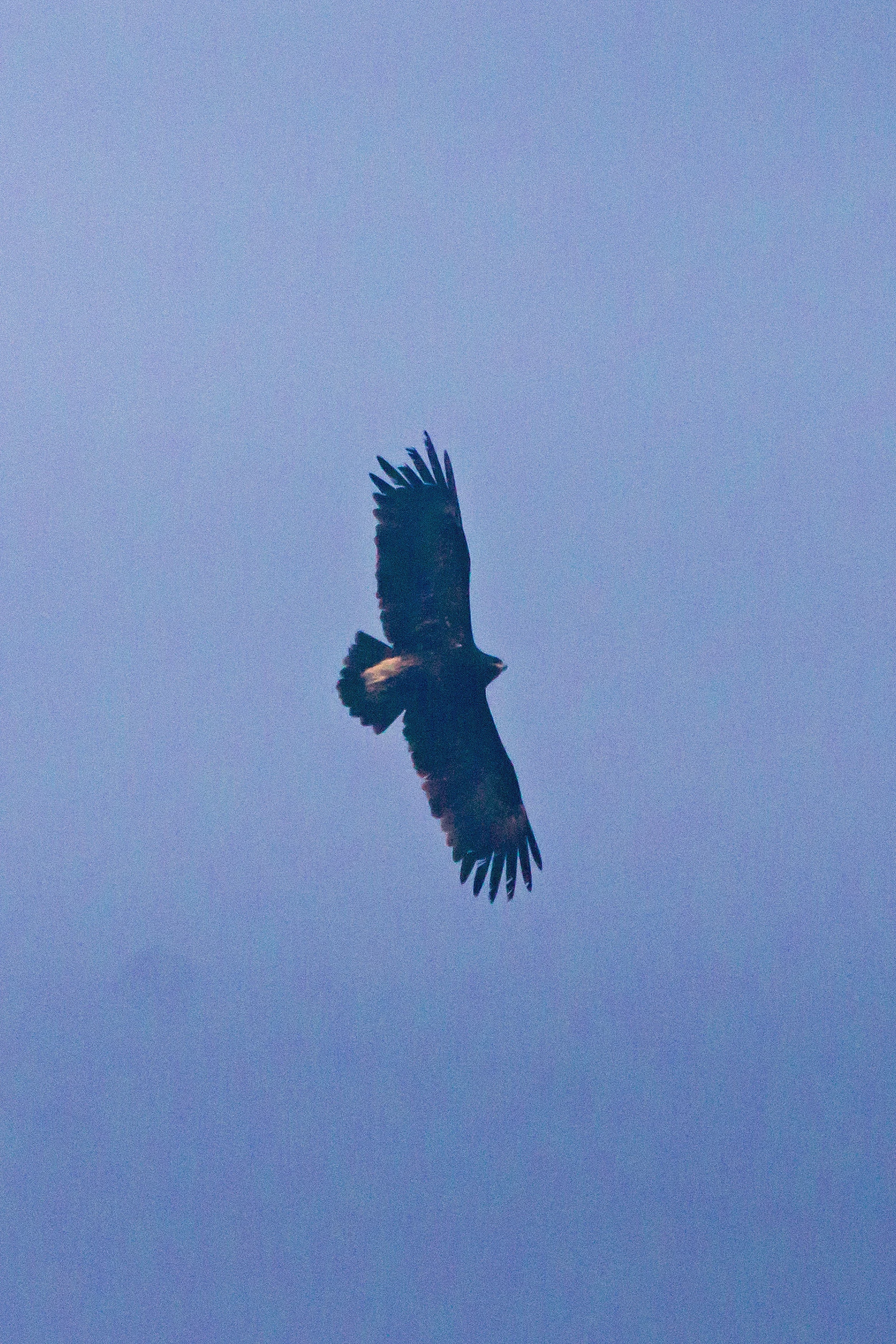 Greater Spotted Eagle, Keoladeo National Park, Rajasthan, India — photo by Jim Bennett