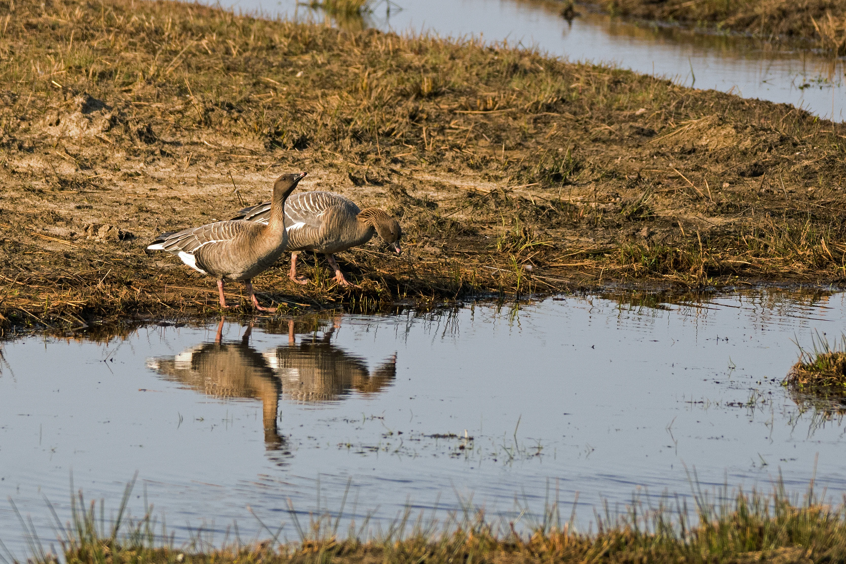 Pink-footed Goose, Loch Leven, Kinross, UK — photo by Jim Bennett