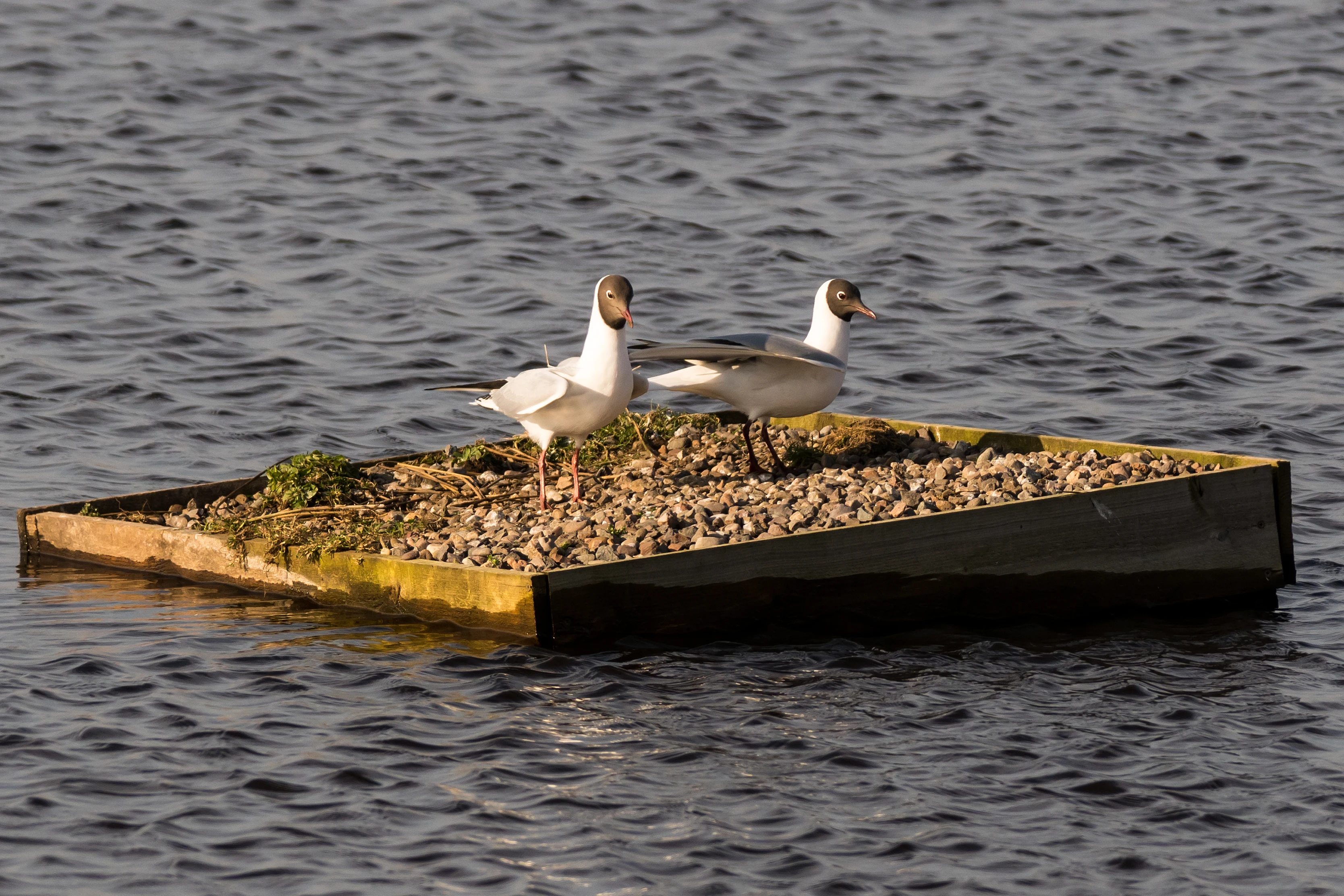 Black-head Gulls, Loch Leven, Kinross, UK — photo by Jim Bennett