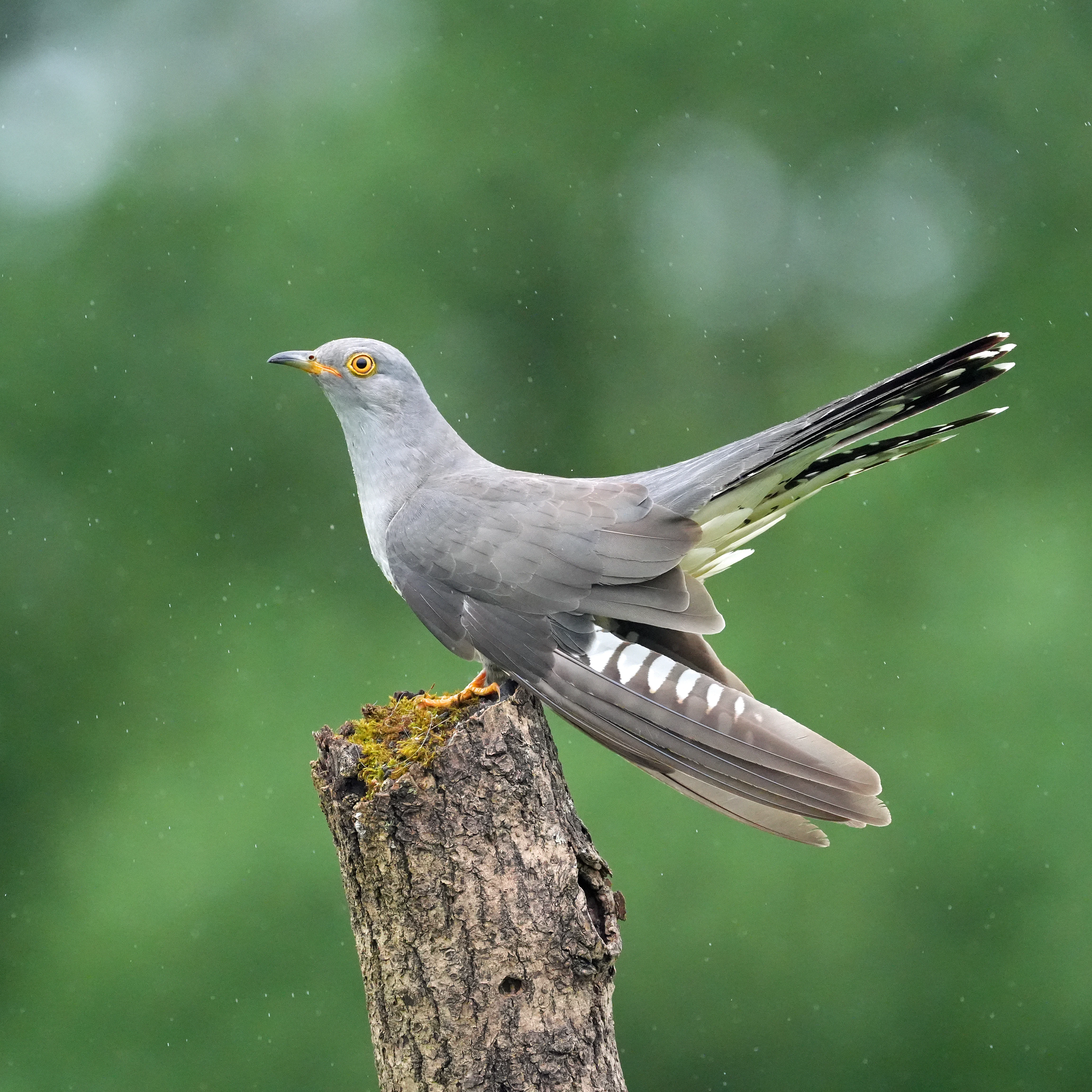 Cuckoo, near York, Yorkshire, UK — photo by Jim Bennett