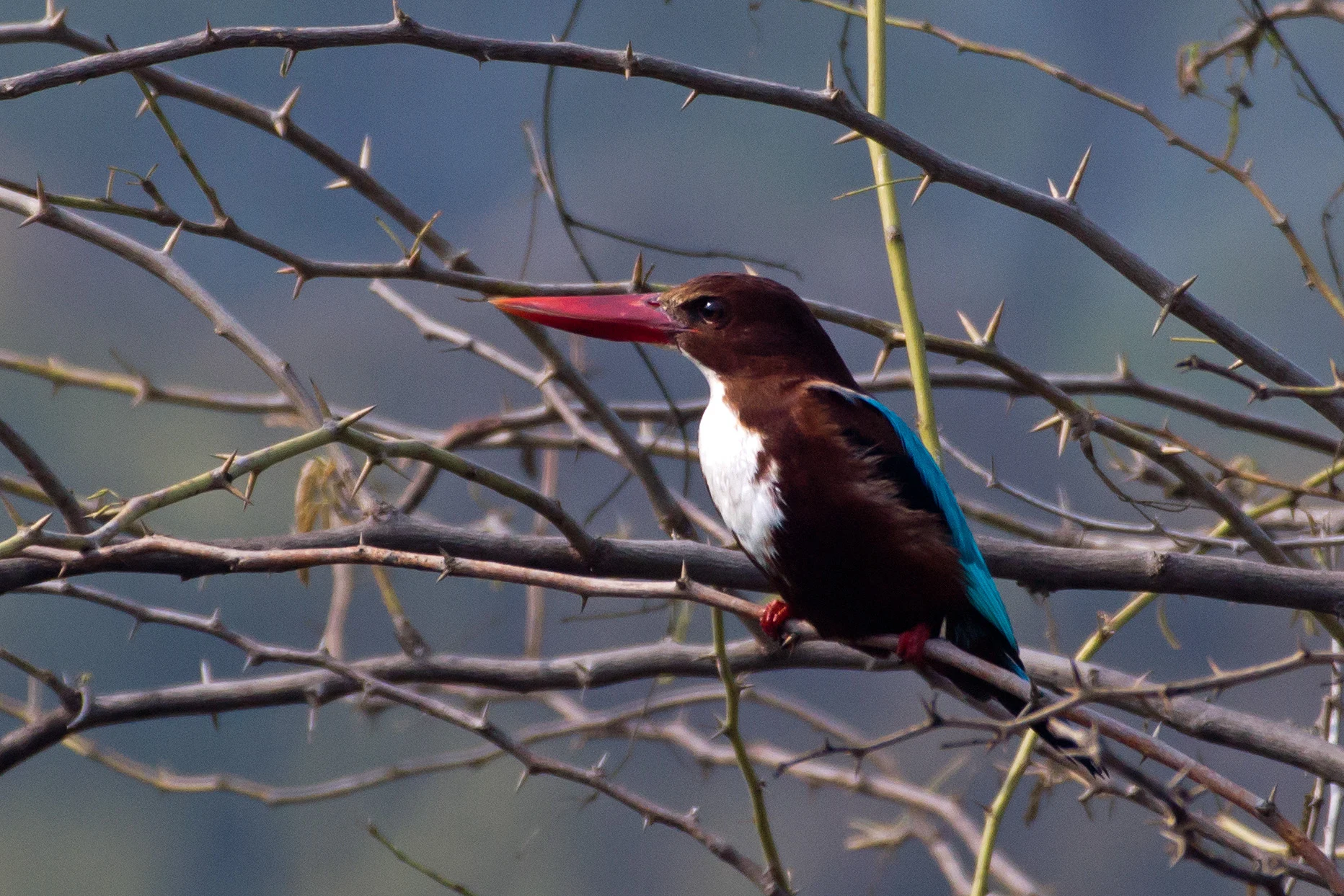 White-throated Kingfisher, Keoladeo National Park, Rajasthan, India — photo by Jim Bennett