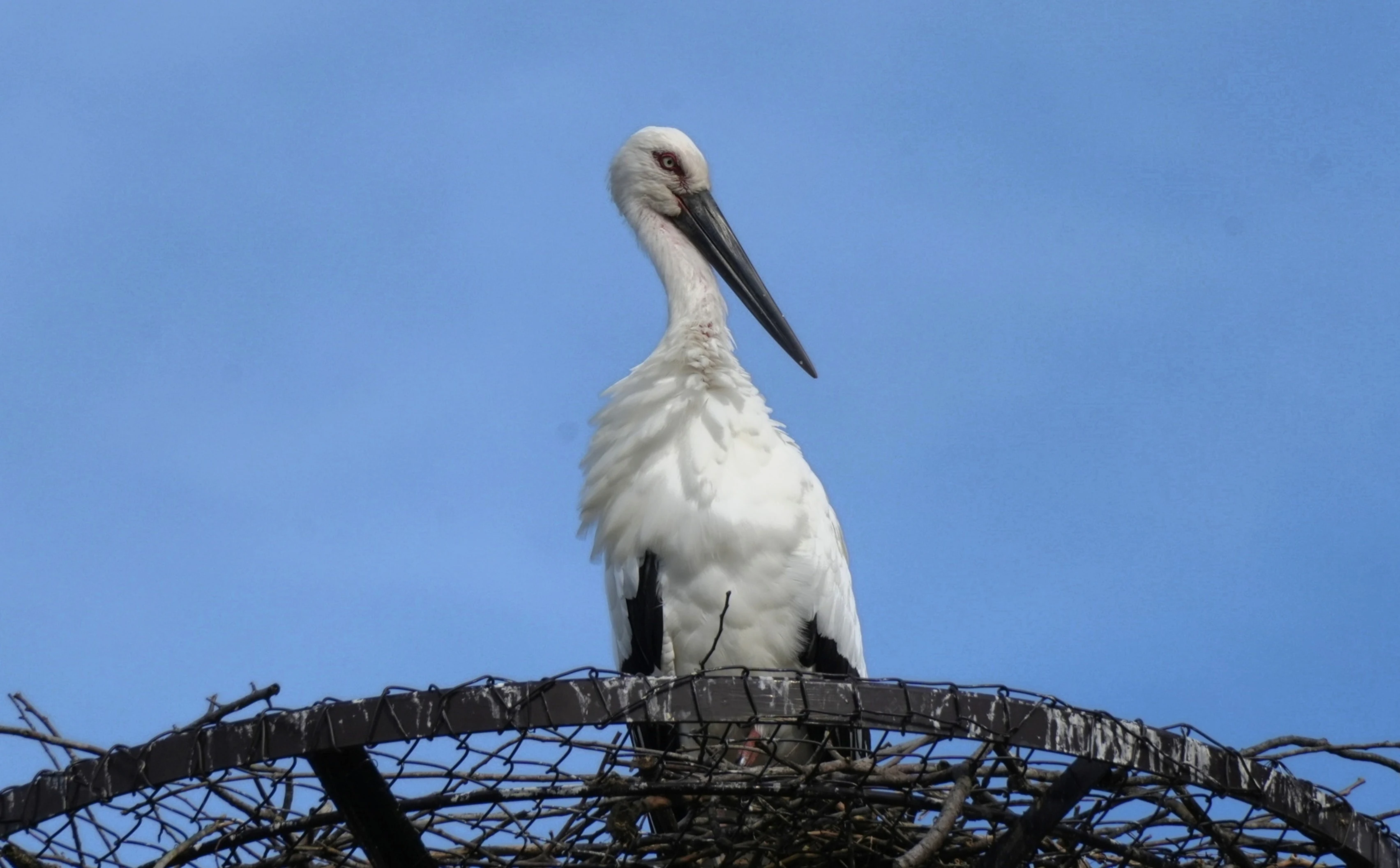 Oriental White Stork, Japan — photo by Jim Bennett
