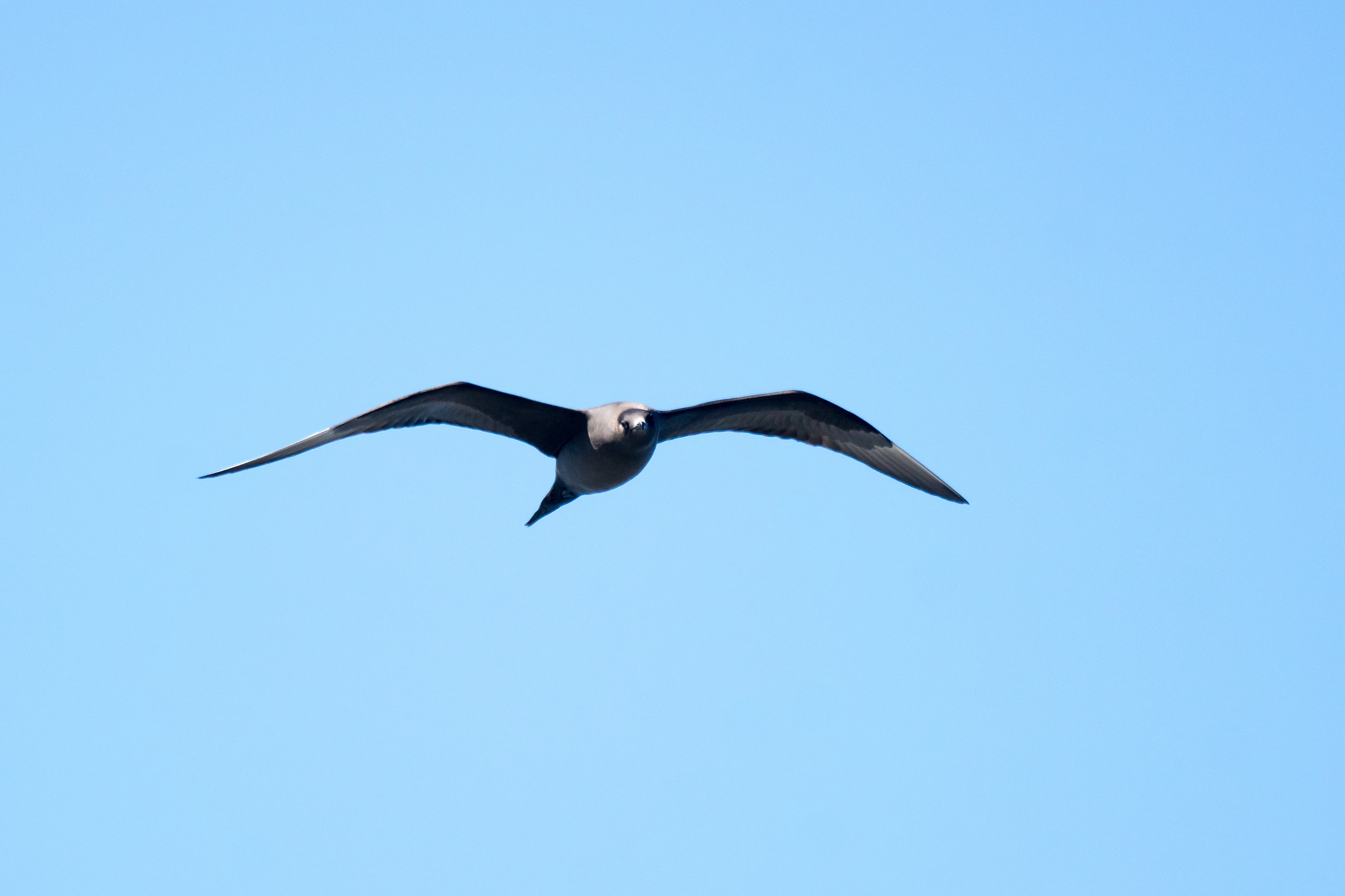 Arctic Skua (Parasitic Jaeger), Shetland, UK — photo by Jim Bennett