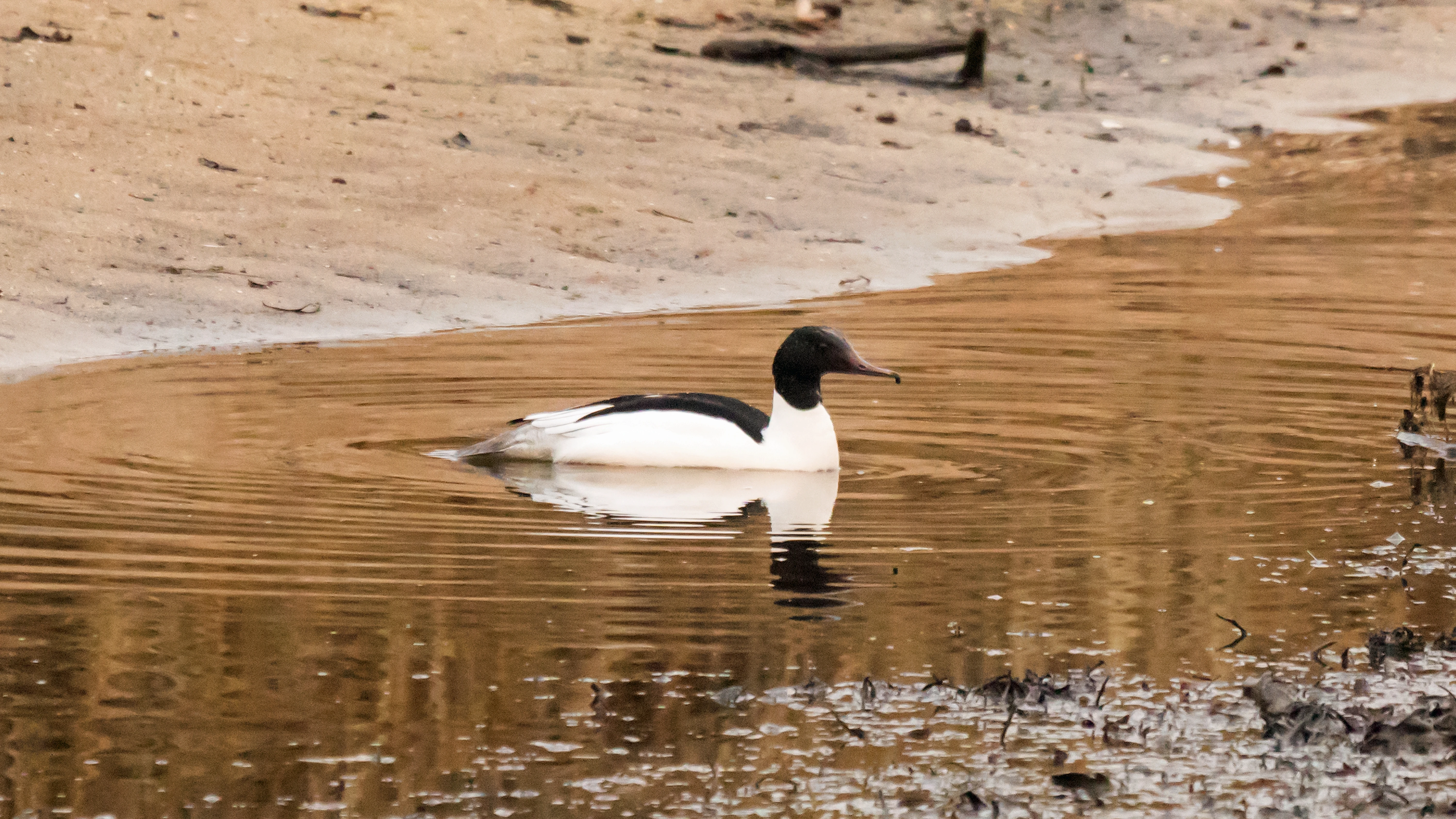 Goosander, Largo Bay, Fife, UK — photo by Jim Bennett