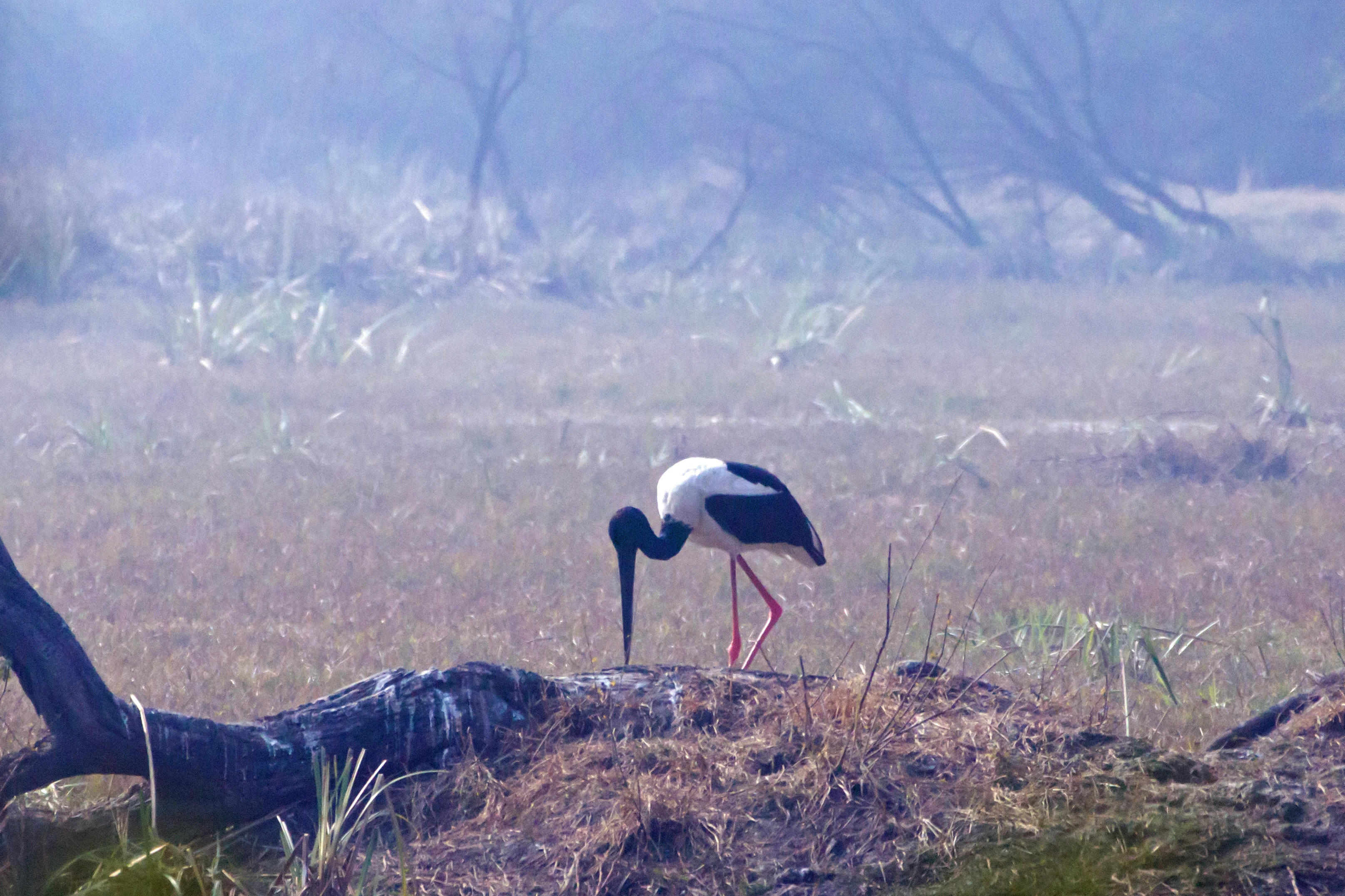 Black-necked Stork, Keoladeo National Park, Rajasthan, India — photo by Jim Bennett