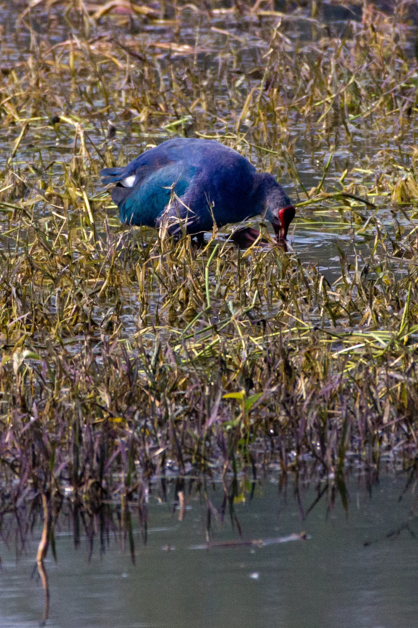 Grey-headed Swamphen, Keoladeo National Park, Rajasthan, India — photo by Jim Bennett