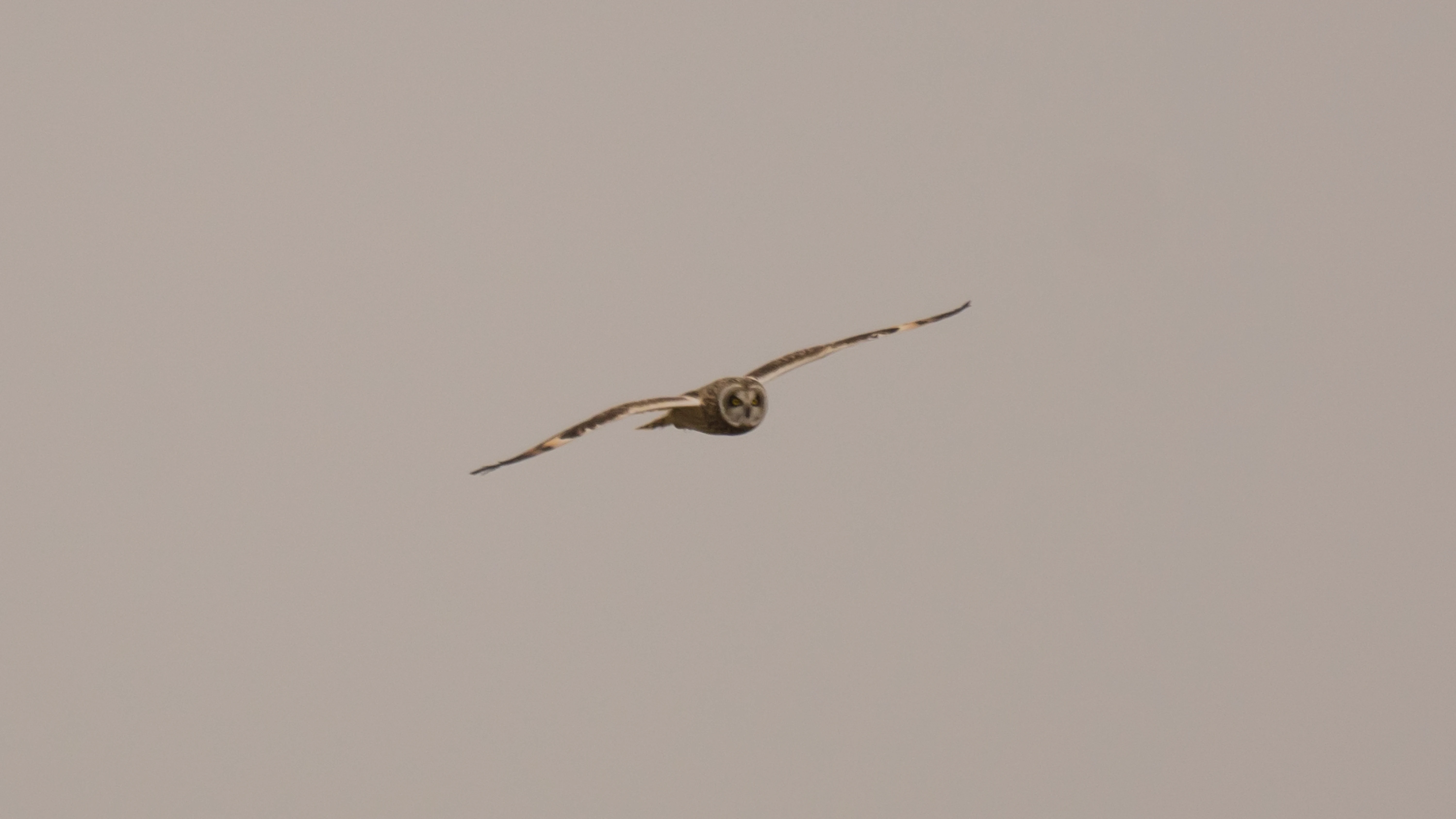 Short-eared Owl, Rudder's Point, Largo Bay, Fife, UK — photo by Jim Bennett