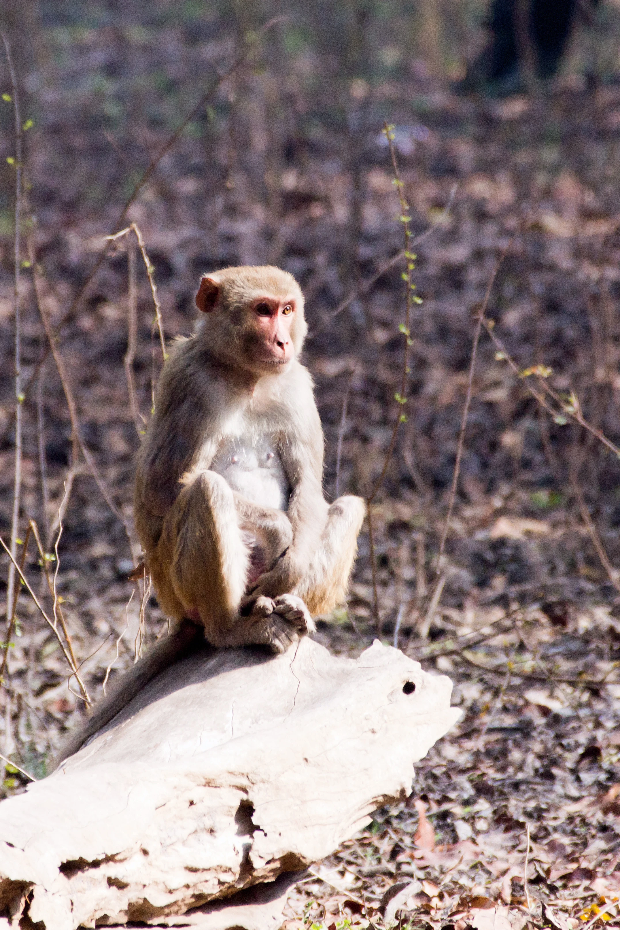 Rhesus Macaque, Keoladeo National Park, Rajasthan, India — photo by Jim Bennett