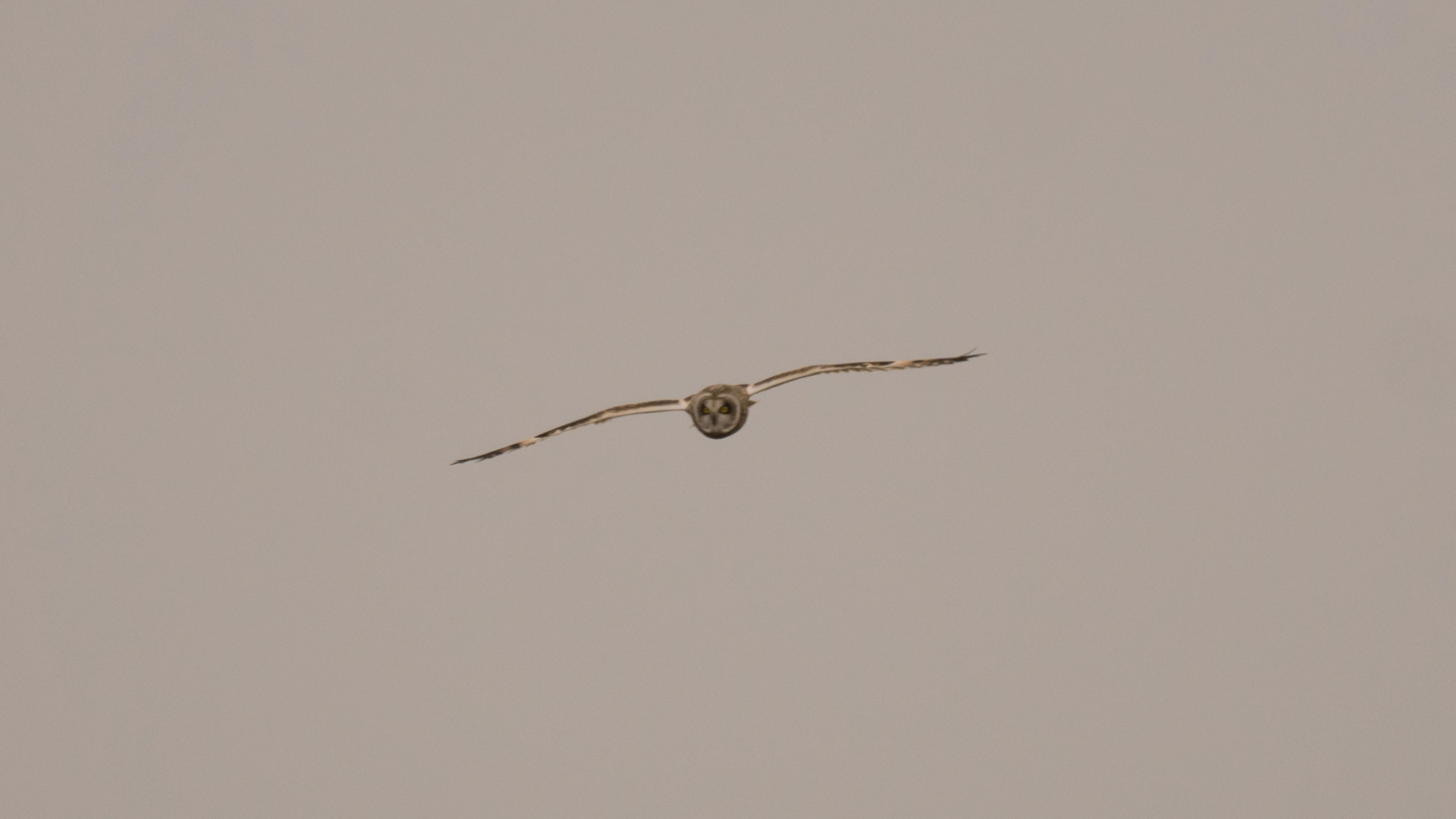 Short-eared Owl, Rudder's Point, Largo Bay, Fife, UK — photo by Jim Bennett