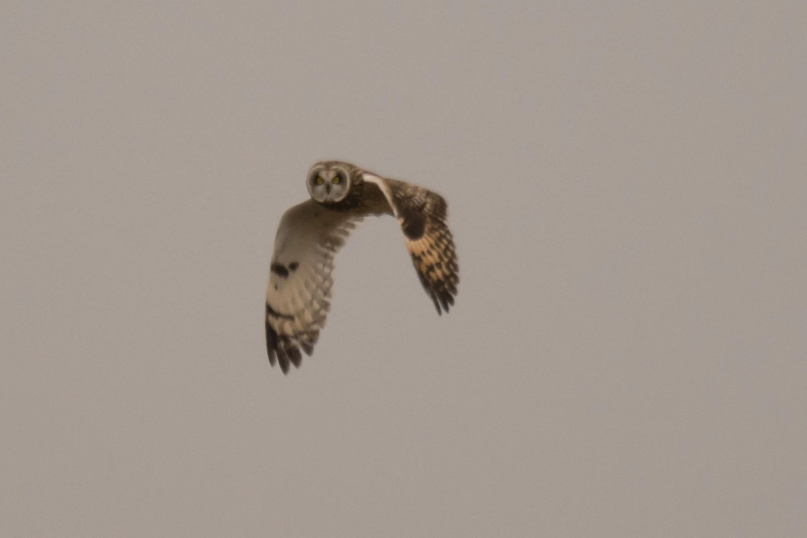 Short-eared Owl, Rudder's Point, Largo Bay, Fife, UK — photo by Jim Bennett