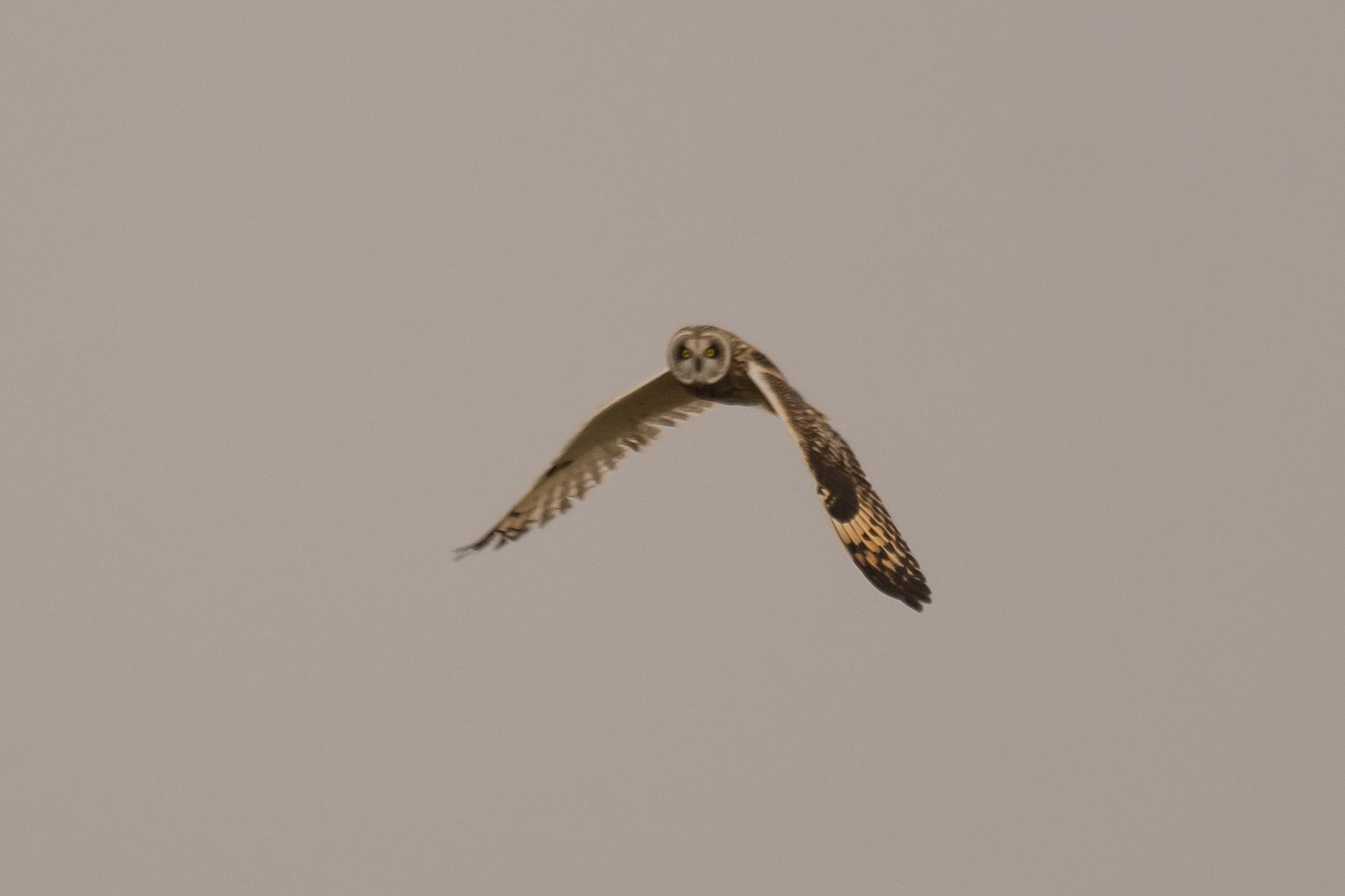 Short-eared Owl, Rudder's Point, Largo Bay, Fife, UK — photo by Jim Bennett