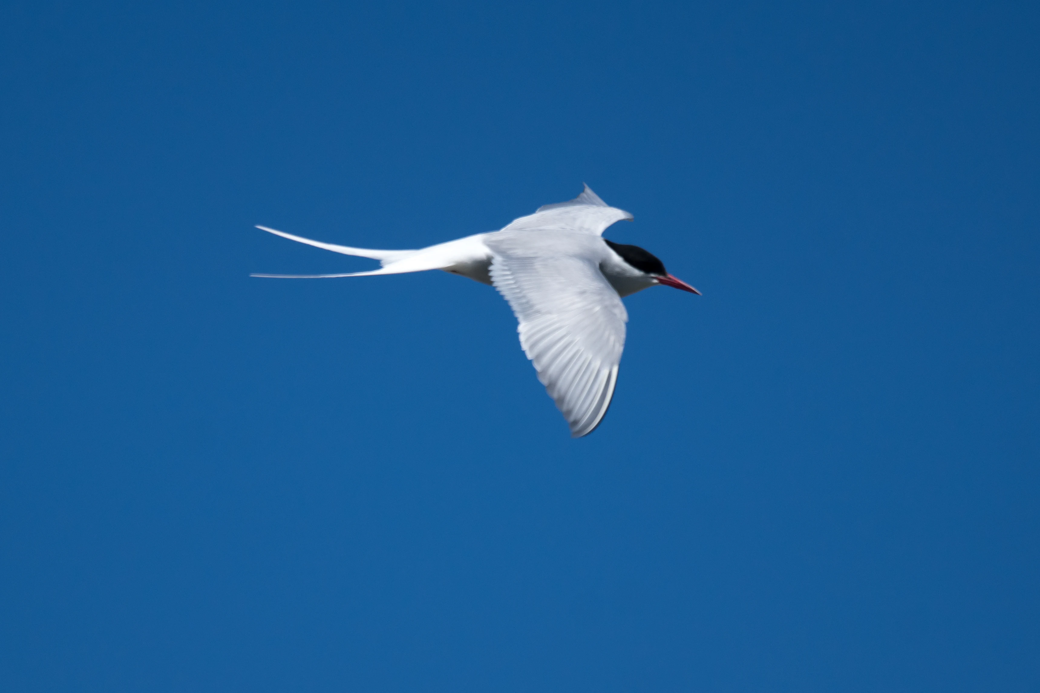 Arctic Tern, Shetland, UK — photo by Jim Bennett