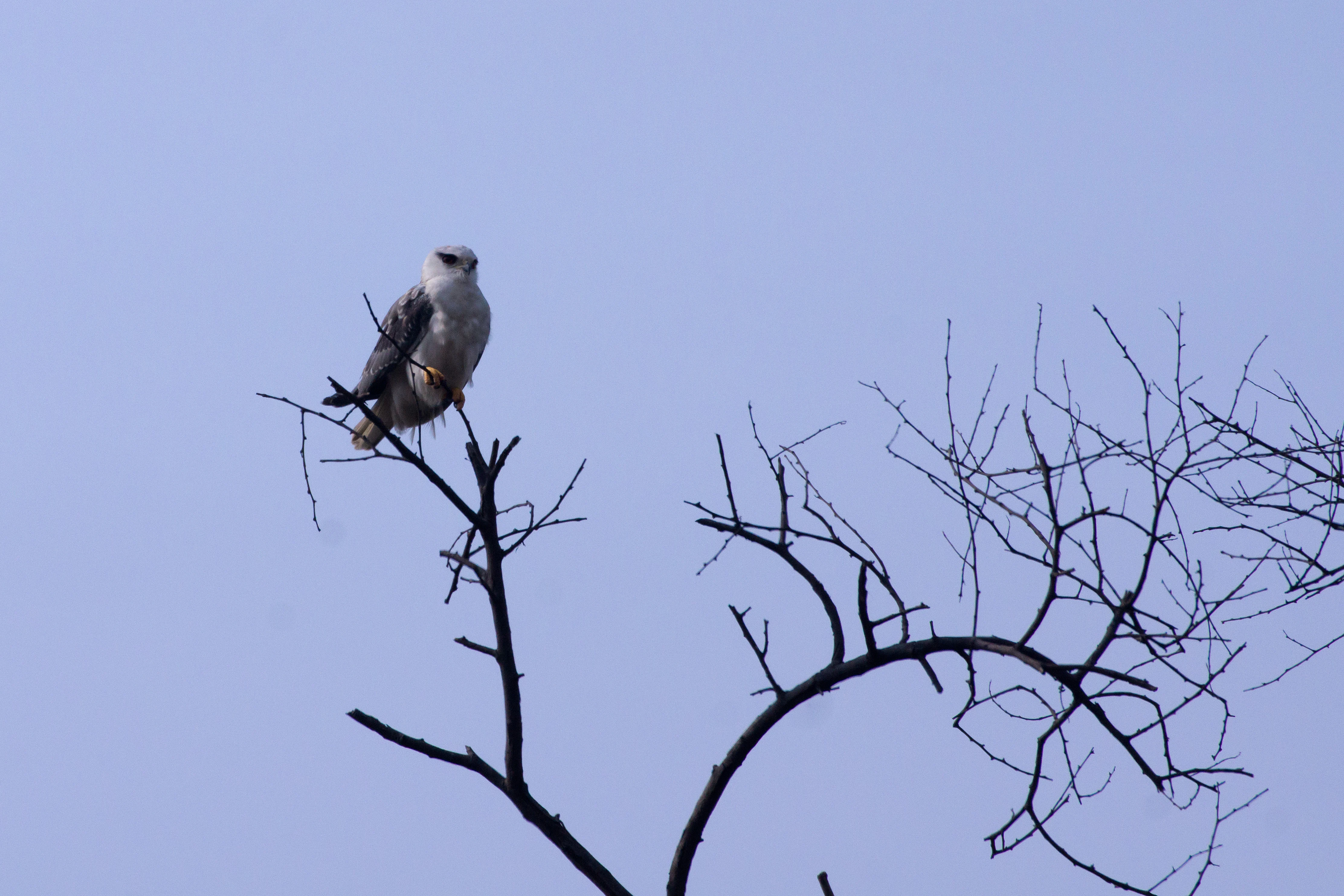 Black-shouldered Kite, Keoladeo National Park, Rajasthan, India — photo by Jim Bennett