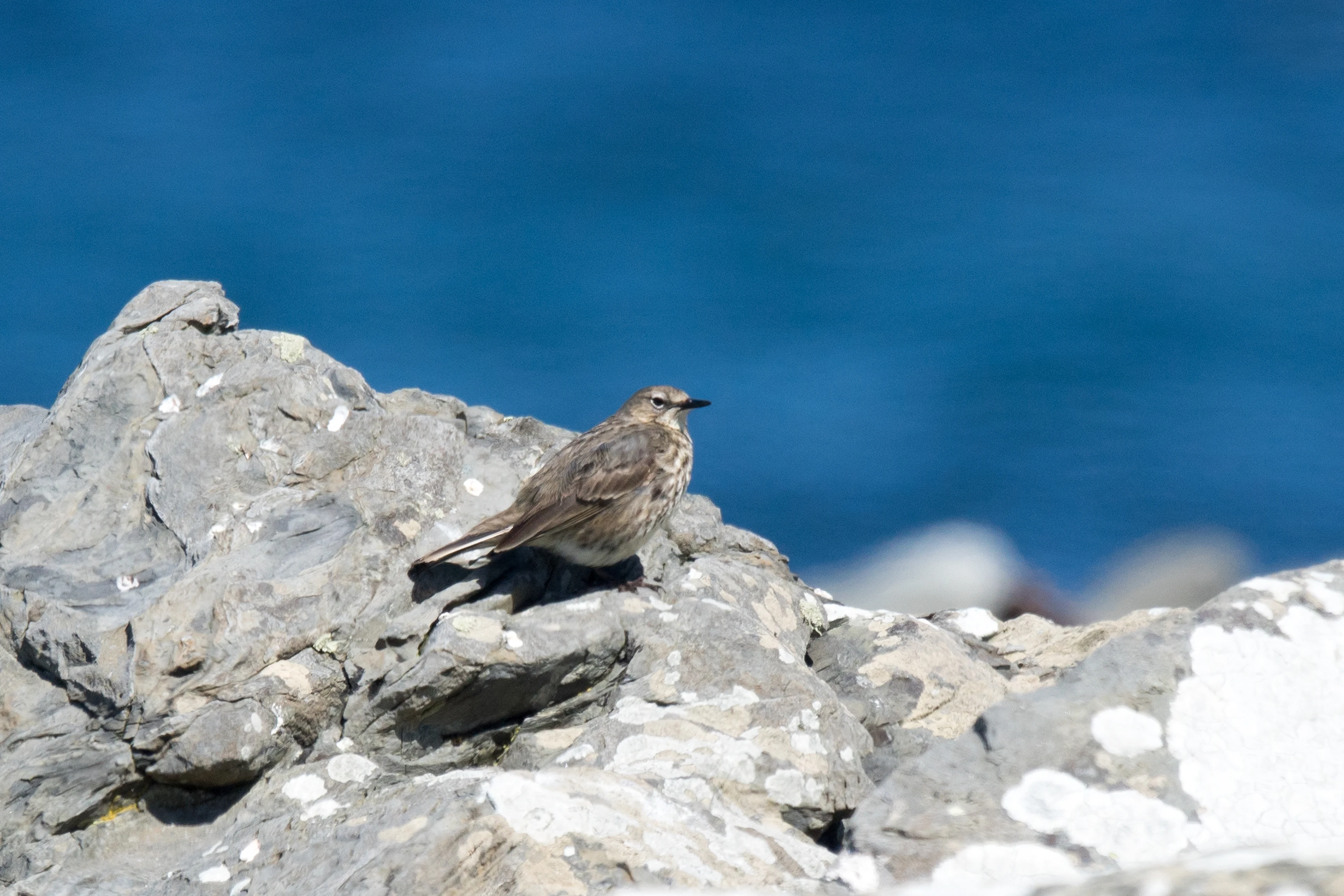 Rock Pipit, Shetland, UK — photo by Jim Bennett