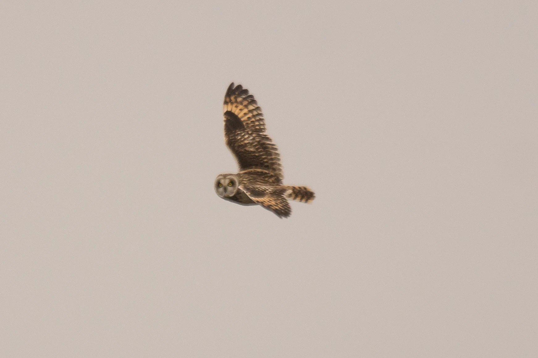 Short-eared Owl, Rudder's Point, Largo Bay, Fife, UK — photo by Jim Bennett