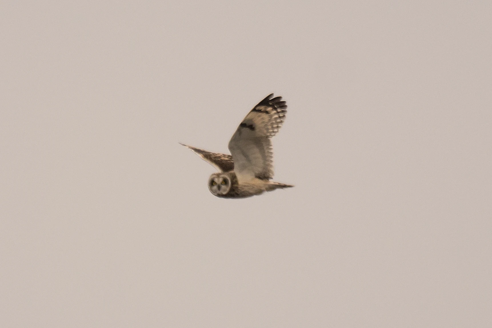 Short-eared Owl, Rudder's Point, Largo Bay, Fife, UK — photo by Jim Bennett