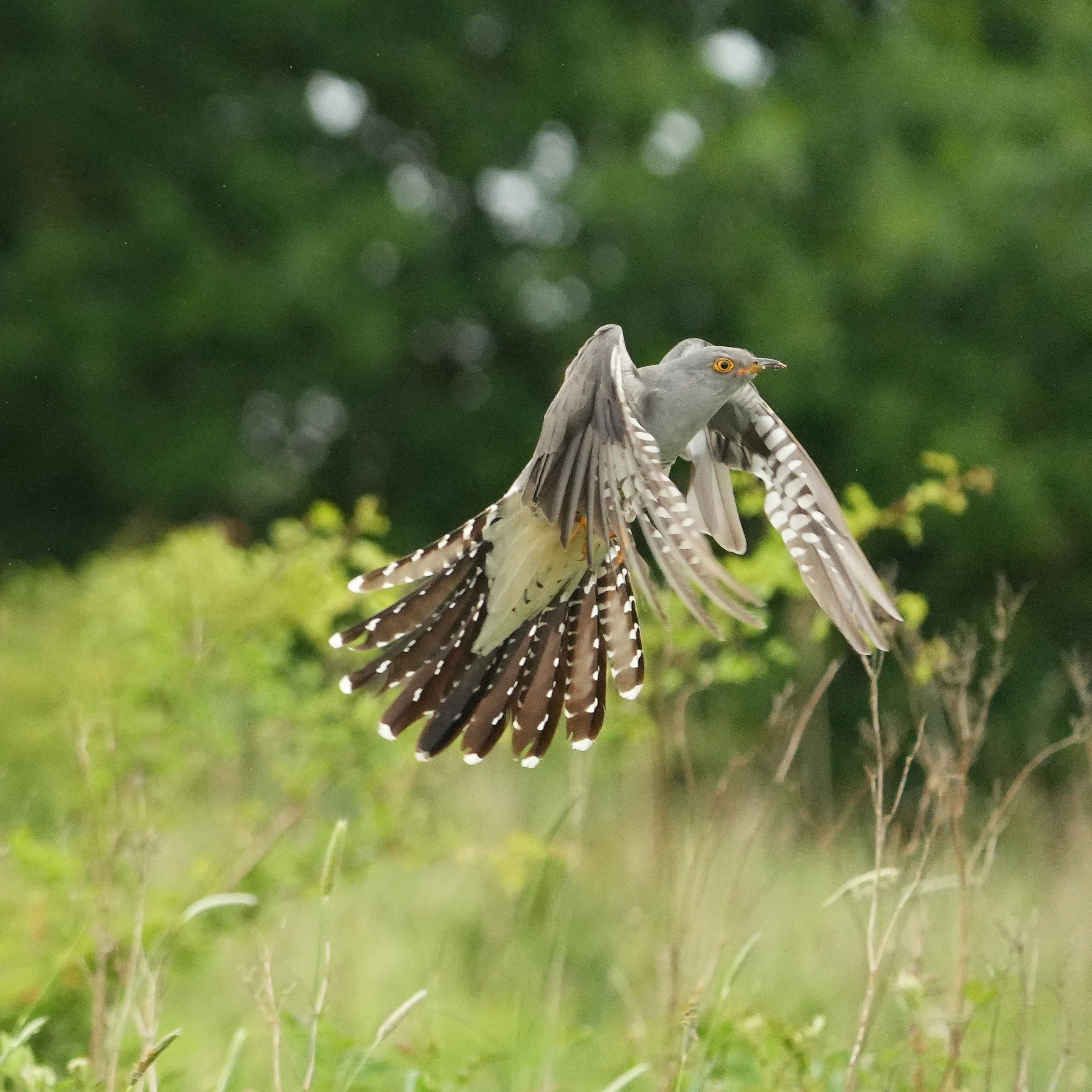 Cuckoo, near York, Yorkshire, UK — photo by Jim Bennett
