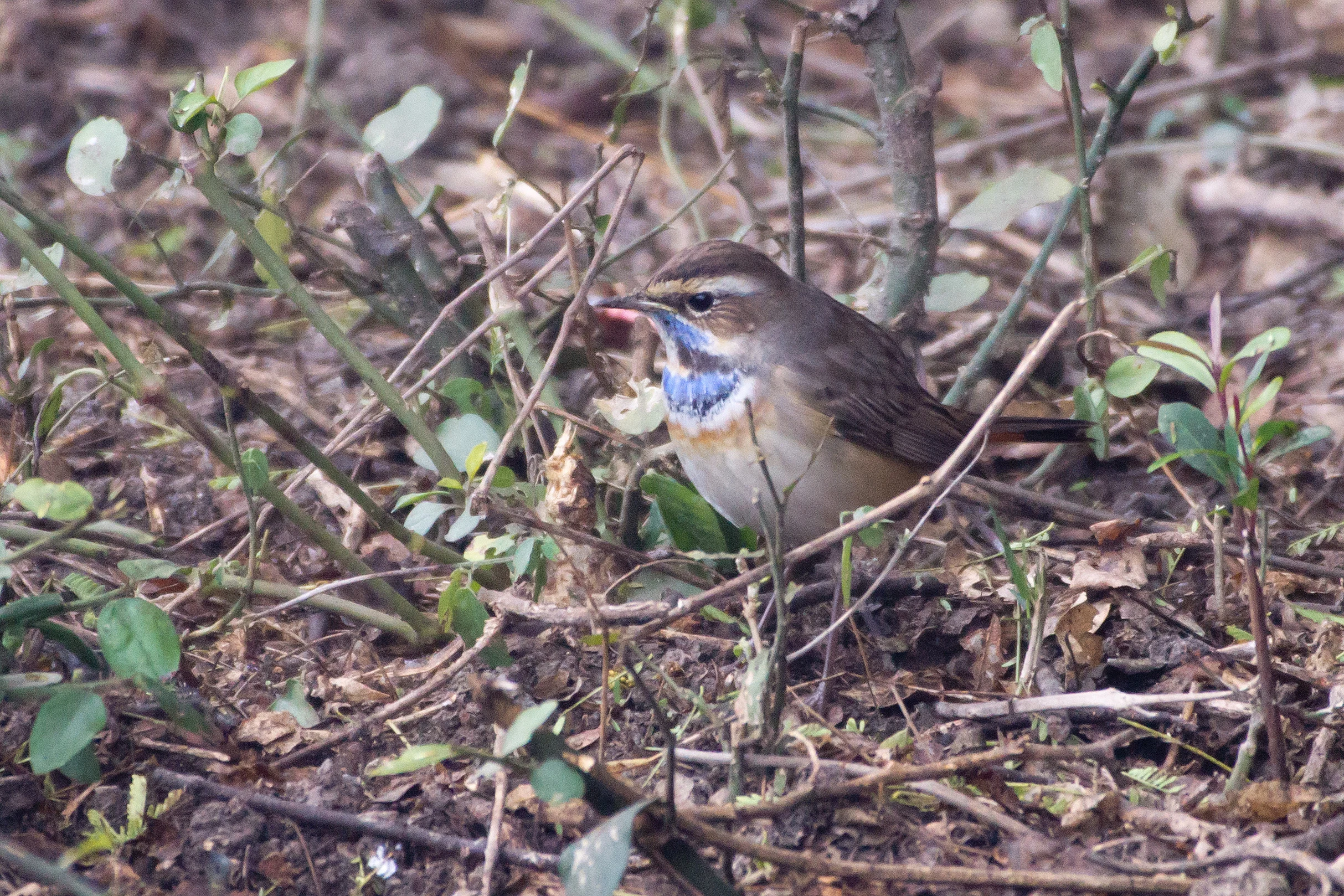 Bluethroat, Keoladeo National Park, Rajasthan, India — photo by Jim Bennett