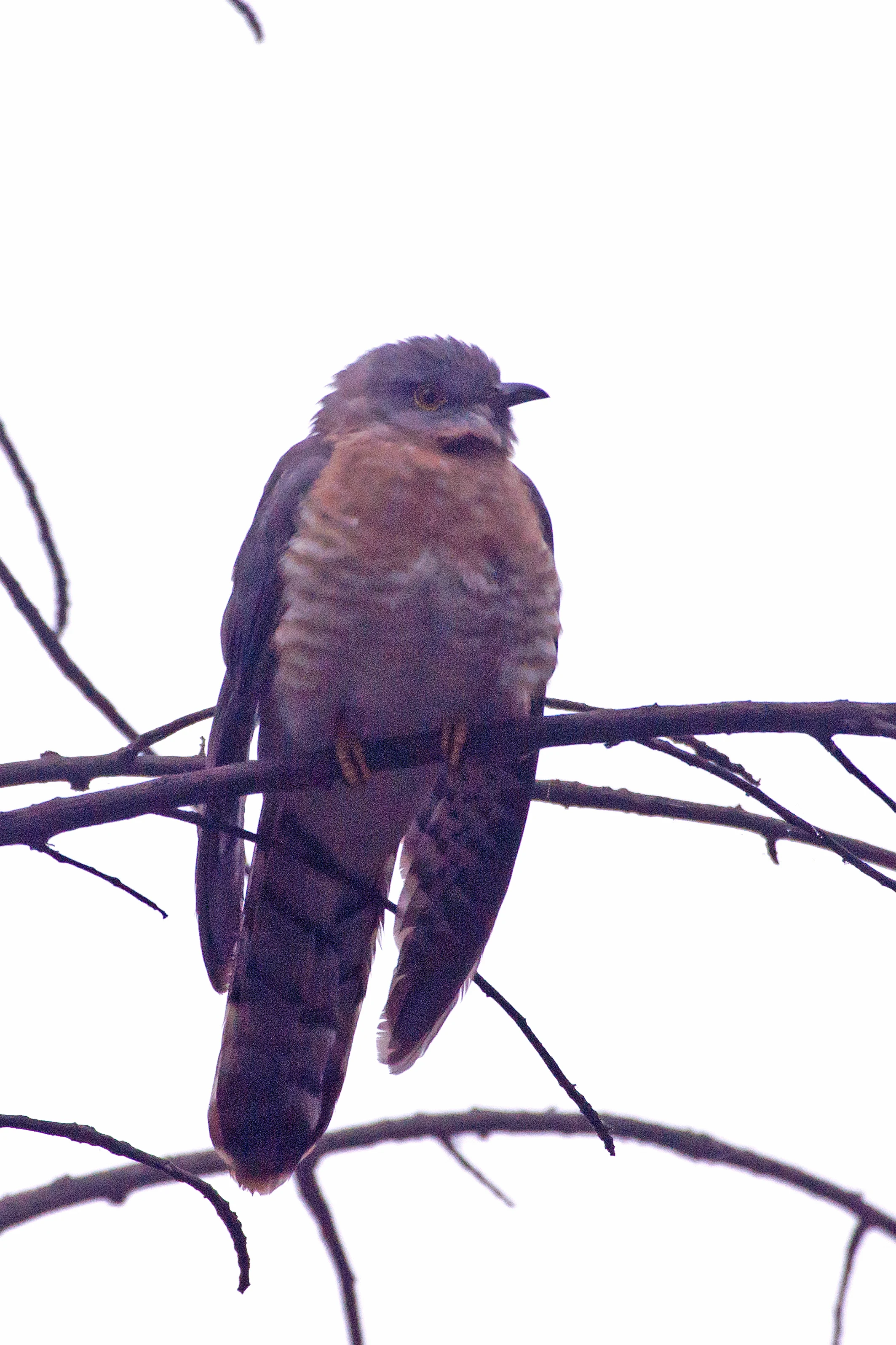 Common Hawk Cuckoo, Keoladeo National Park, Rajasthan, India — photo by Jim Bennett