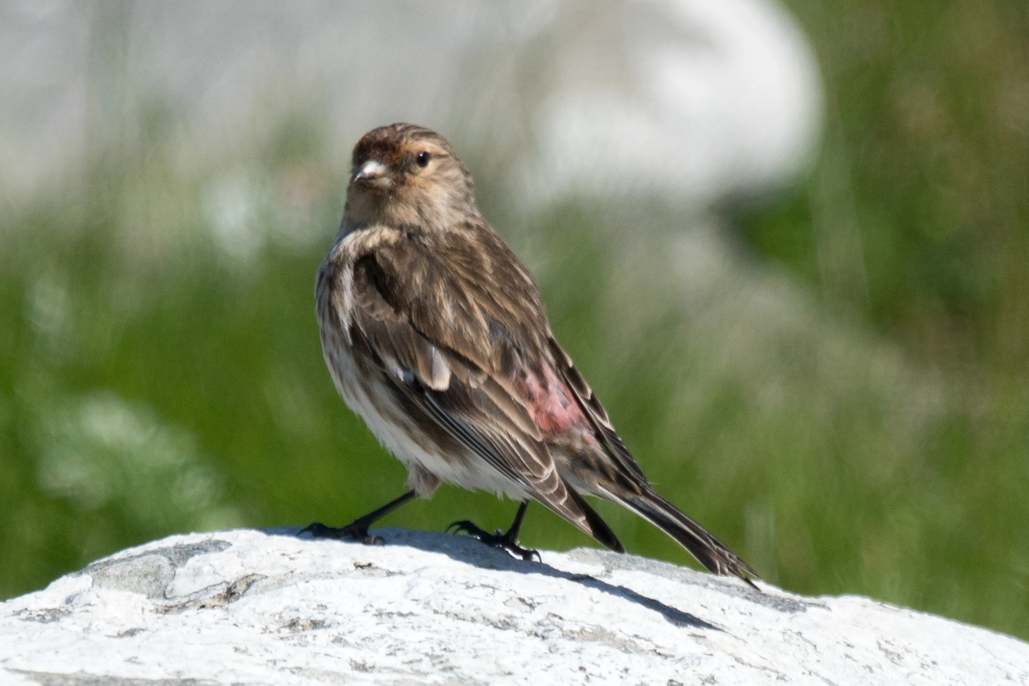 Twite, Shetland, UK — photo by Jim Bennett