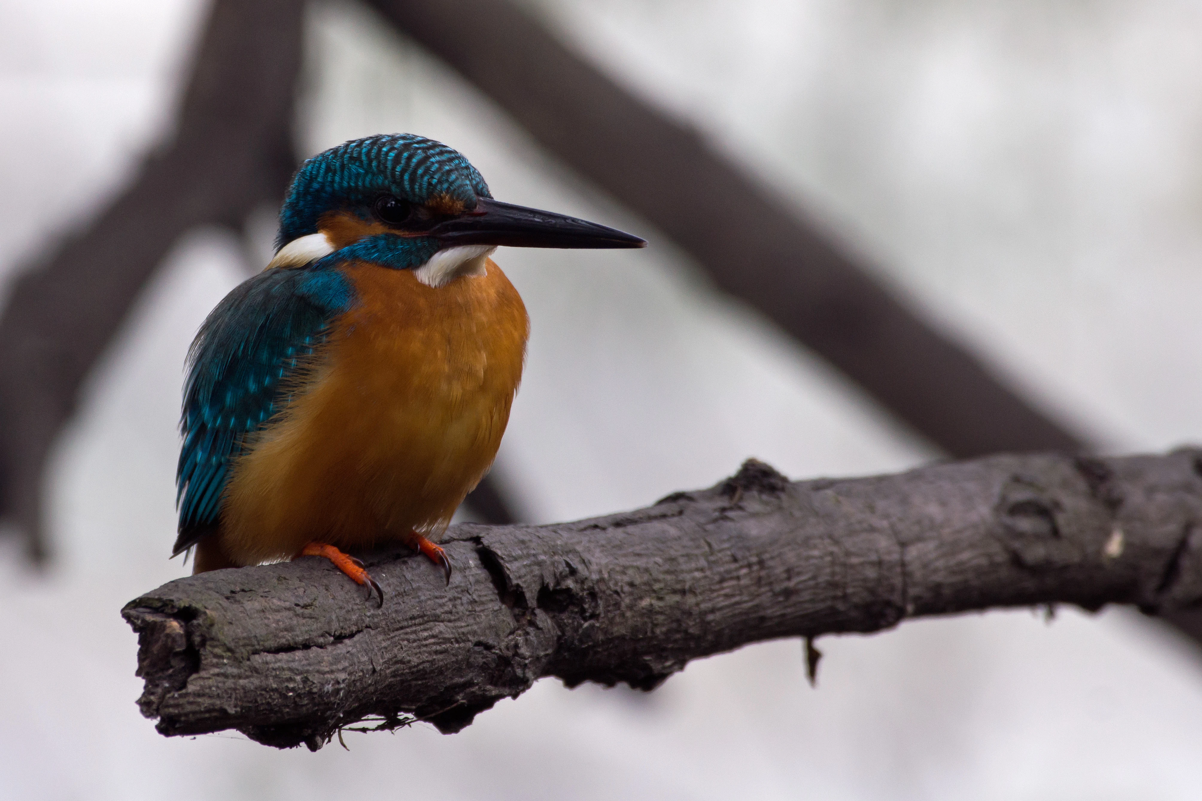 male Common Kingfisher, Keoladeo National Park, Rajasthan, India — photo by Jim Bennett