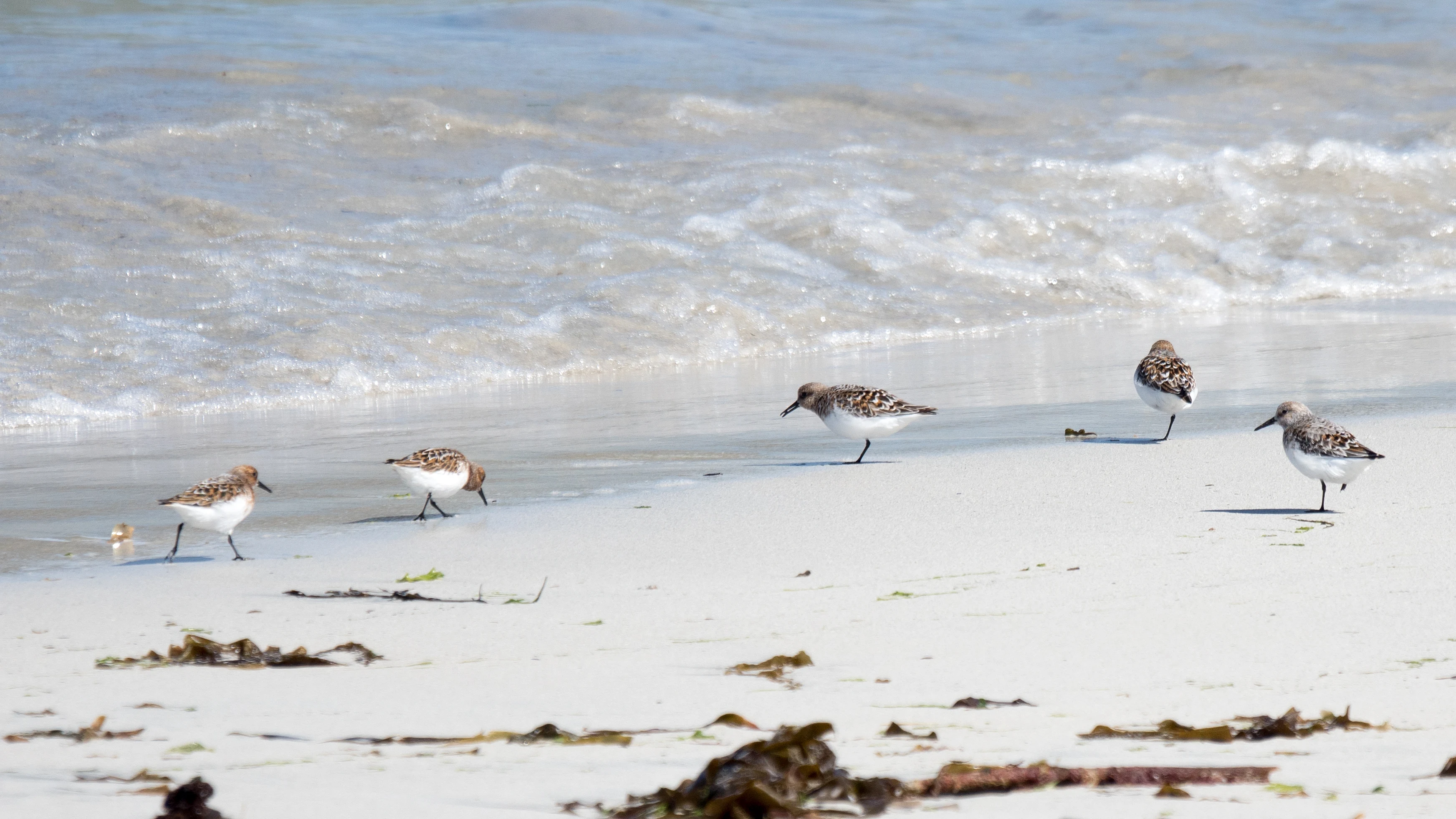 Sanderlings, Shetland, UK — photo by Jim Bennett