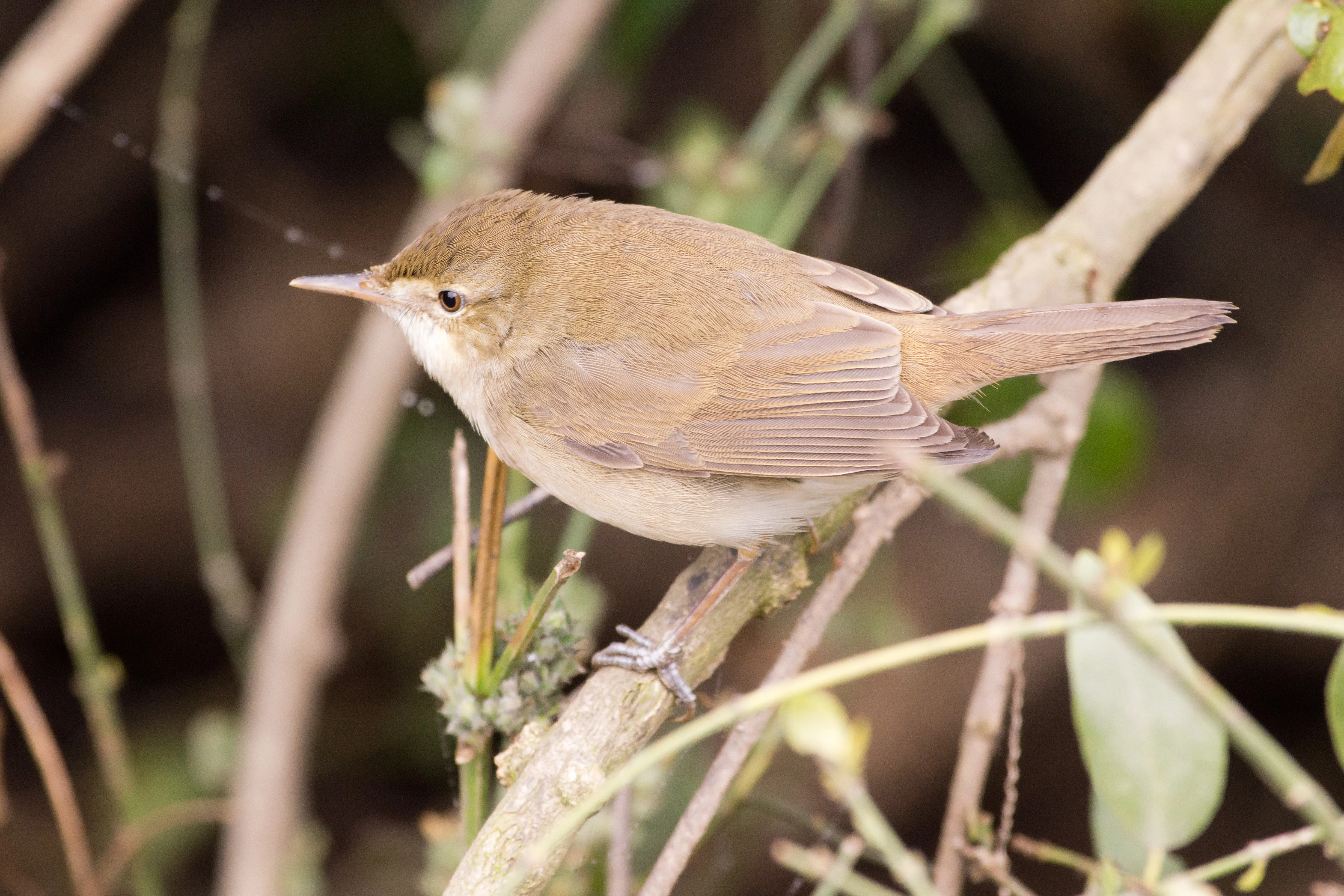 Blyth's Reed Warbler, Keoladeo National Park, Rajasthan, India — photo by Jim Bennett