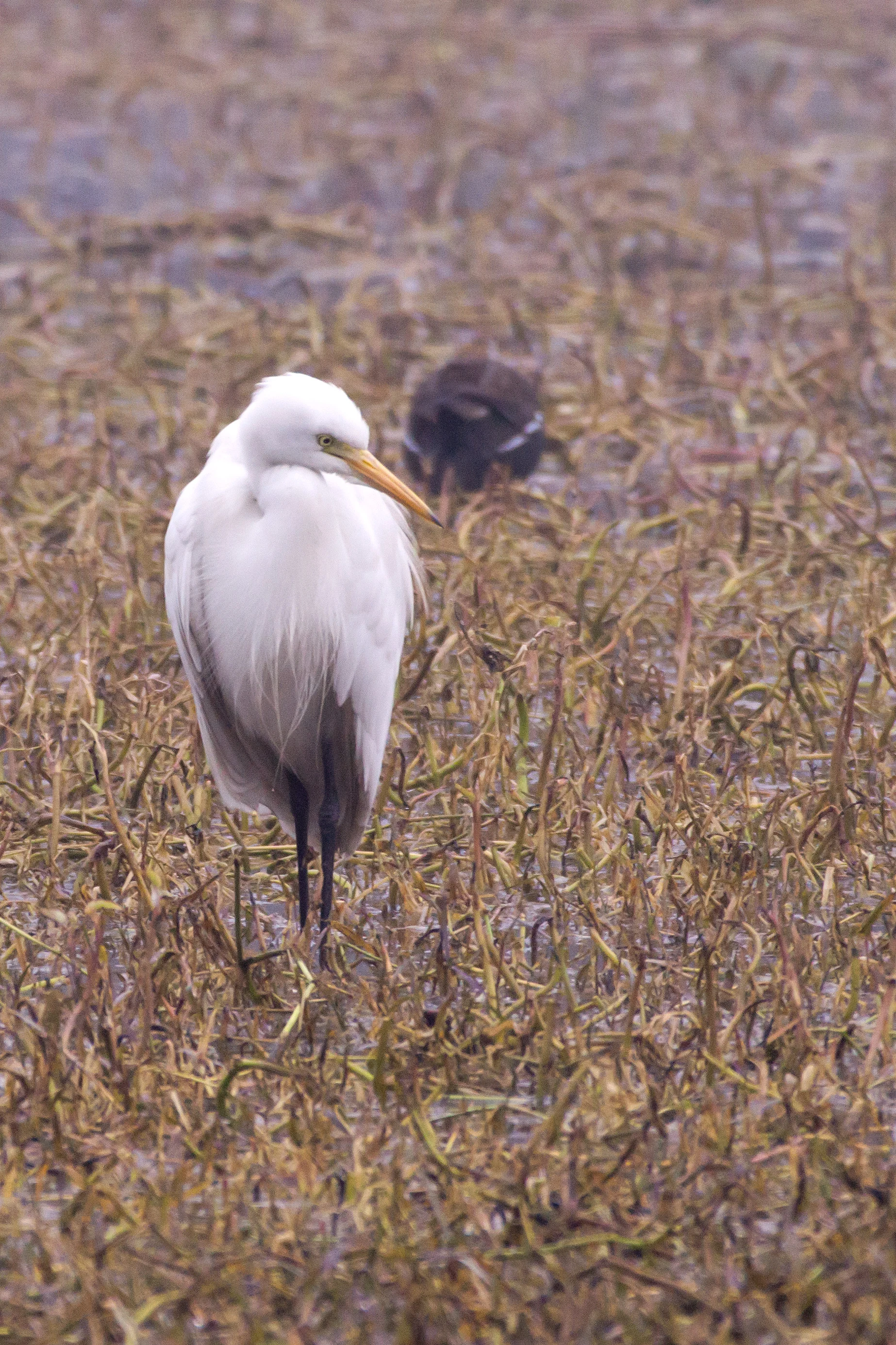 Intermediate Egret, Keoladeo National Park, Rajasthan, India — photo by Jim Bennett