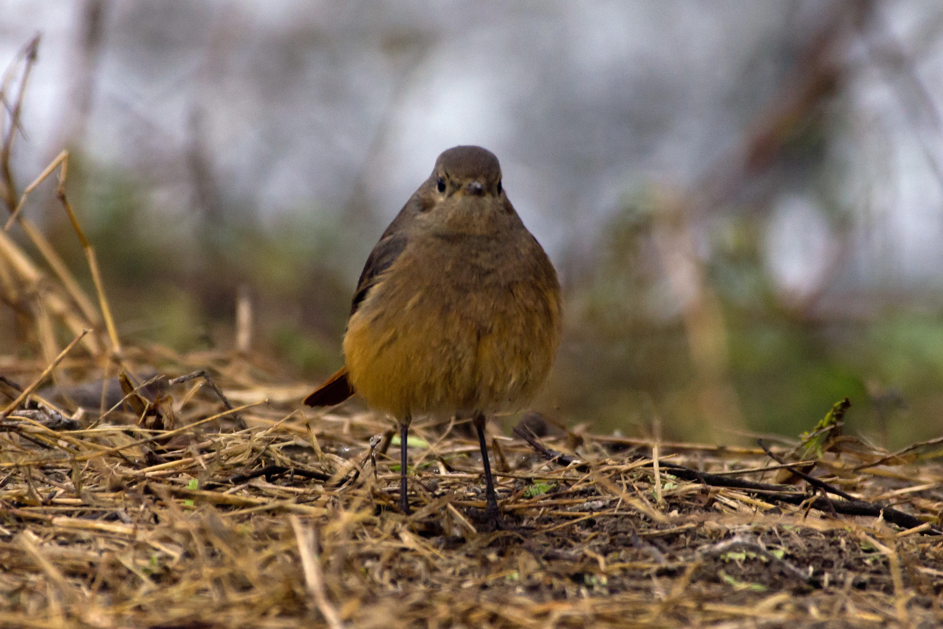 female  / juvenile Black Redstart, Keoladeo National Park, Rajasthan, India — photo by Jim Bennett