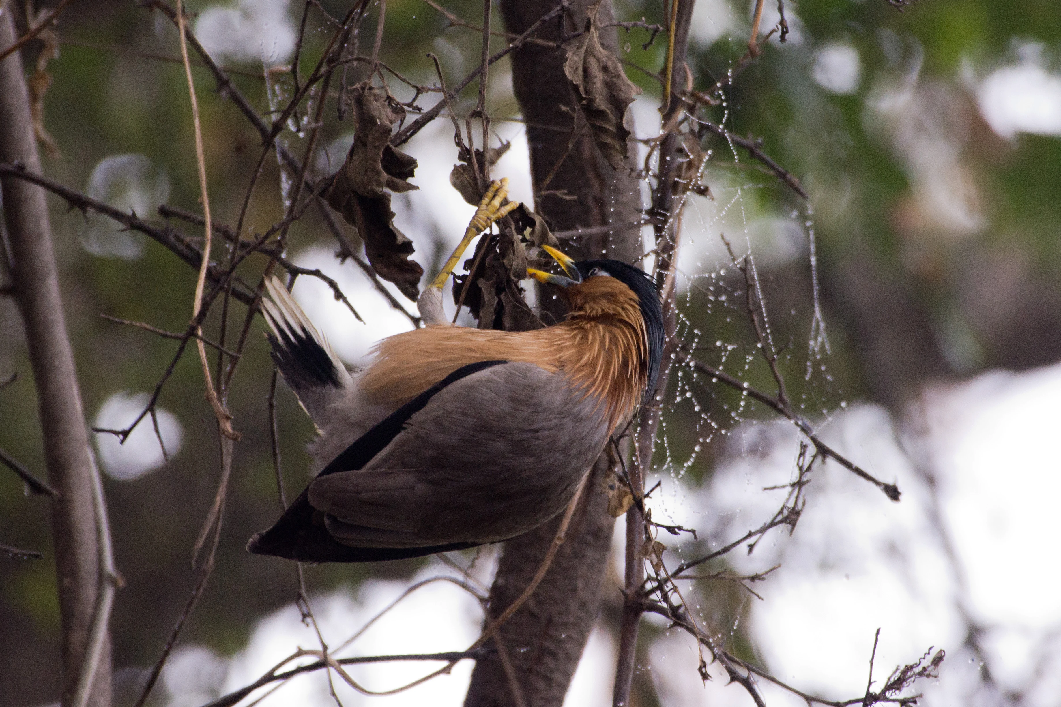 Brahminy Starling, Keoladeo National Park, Rajasthan, India — photo by Jim Bennett