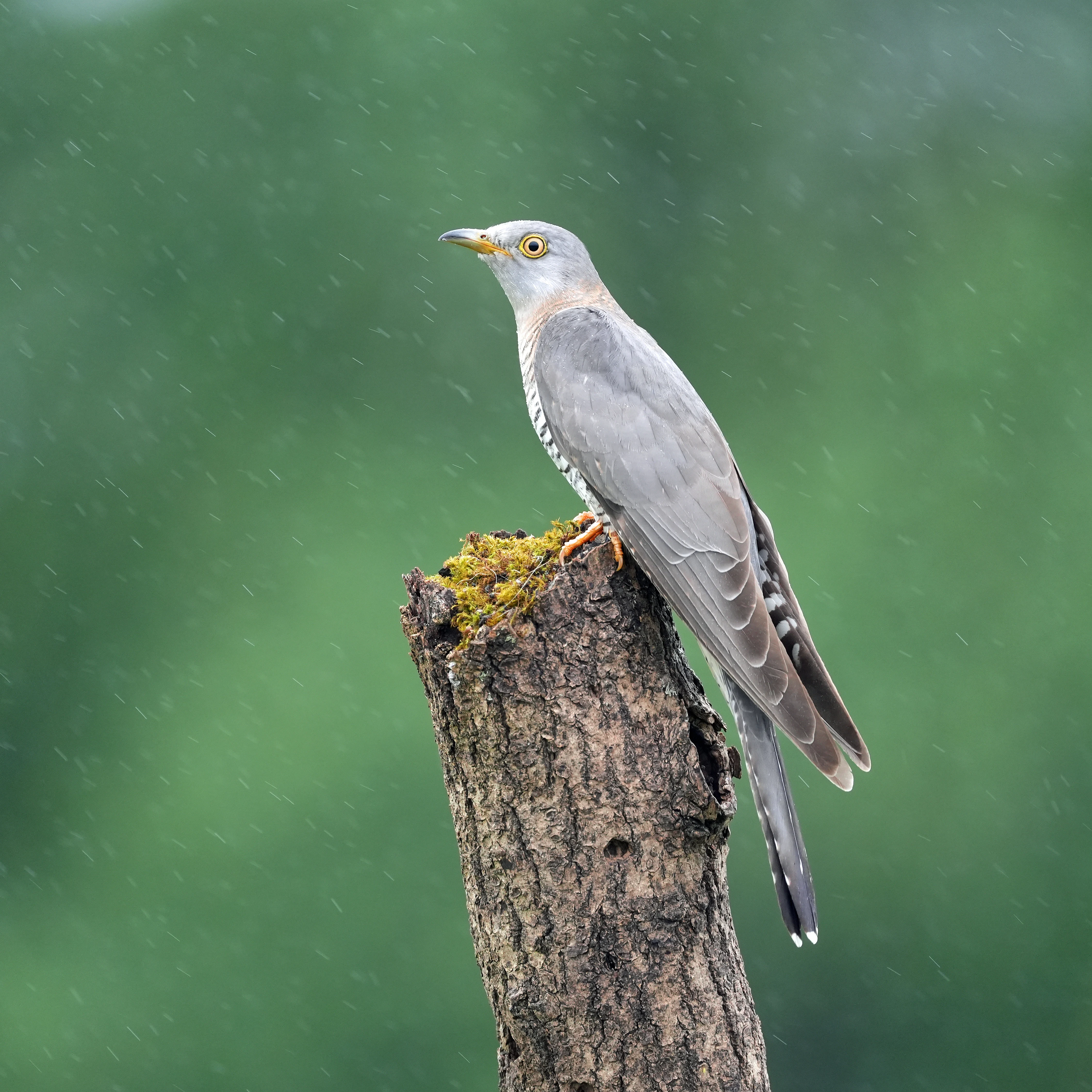 Cuckoo, near York, Yorkshire, UK — photo by Jim Bennett
