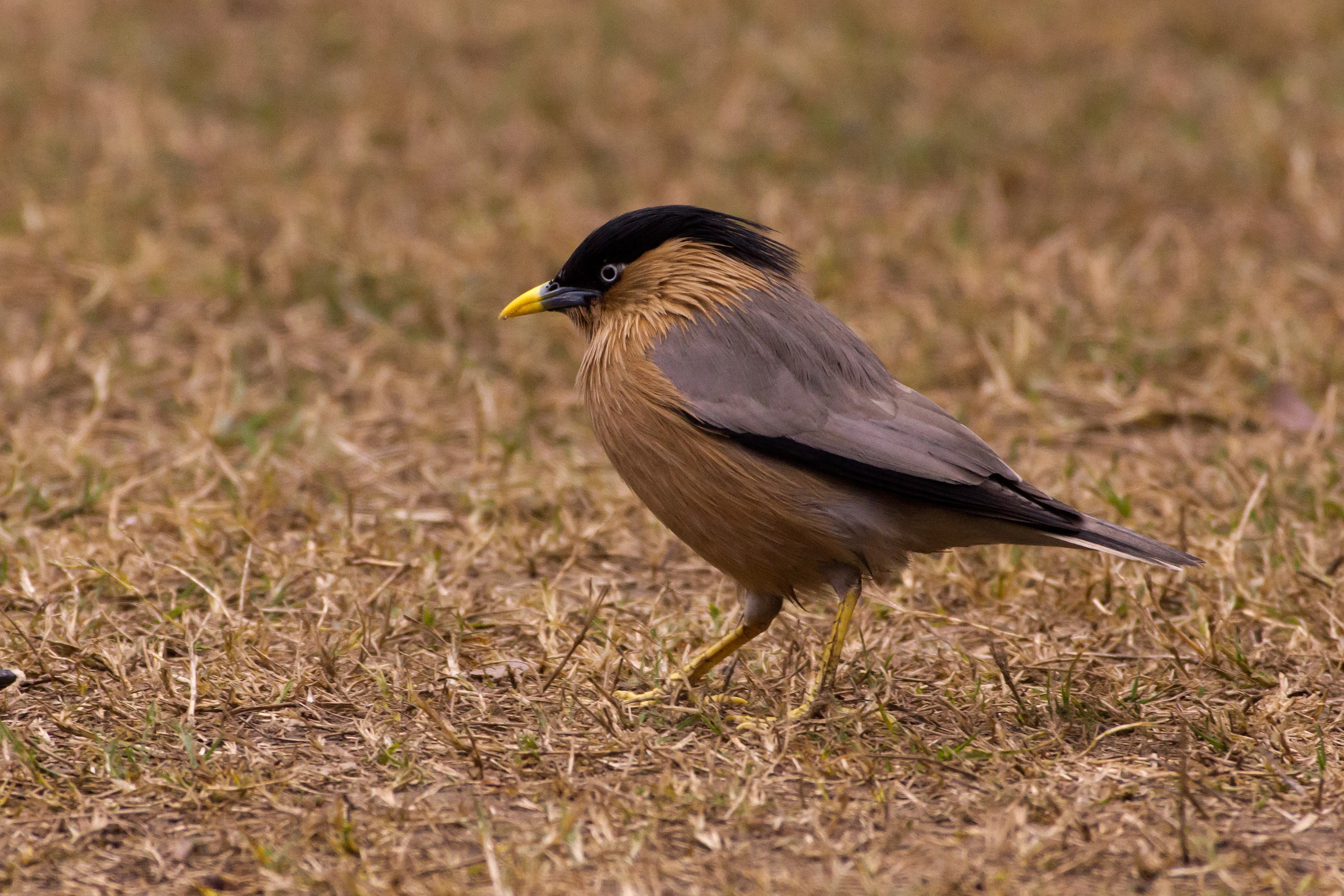 Brahminy Starling, Keoladeo National Park, Rajasthan, India — photo by Jim Bennett